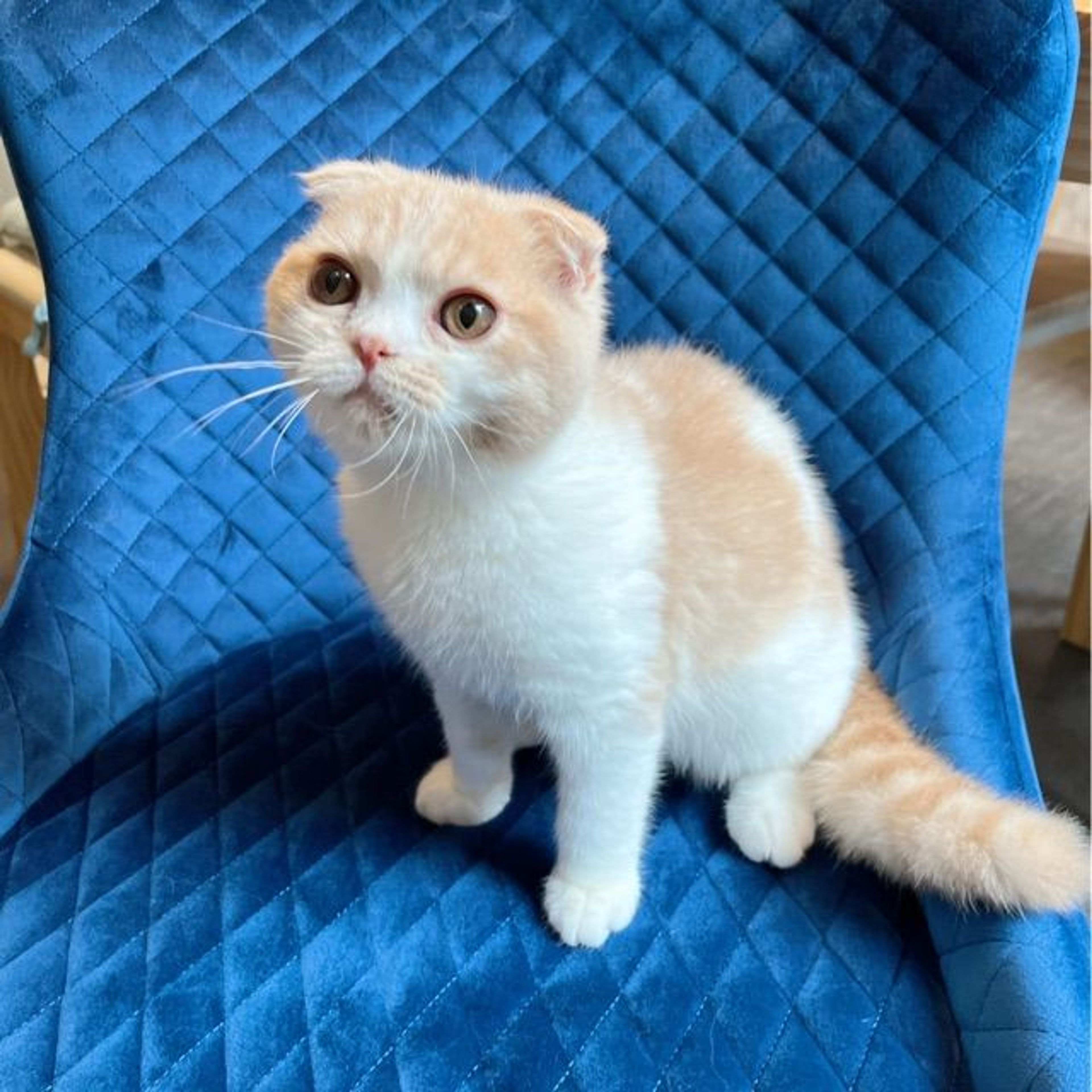 pet-image-5