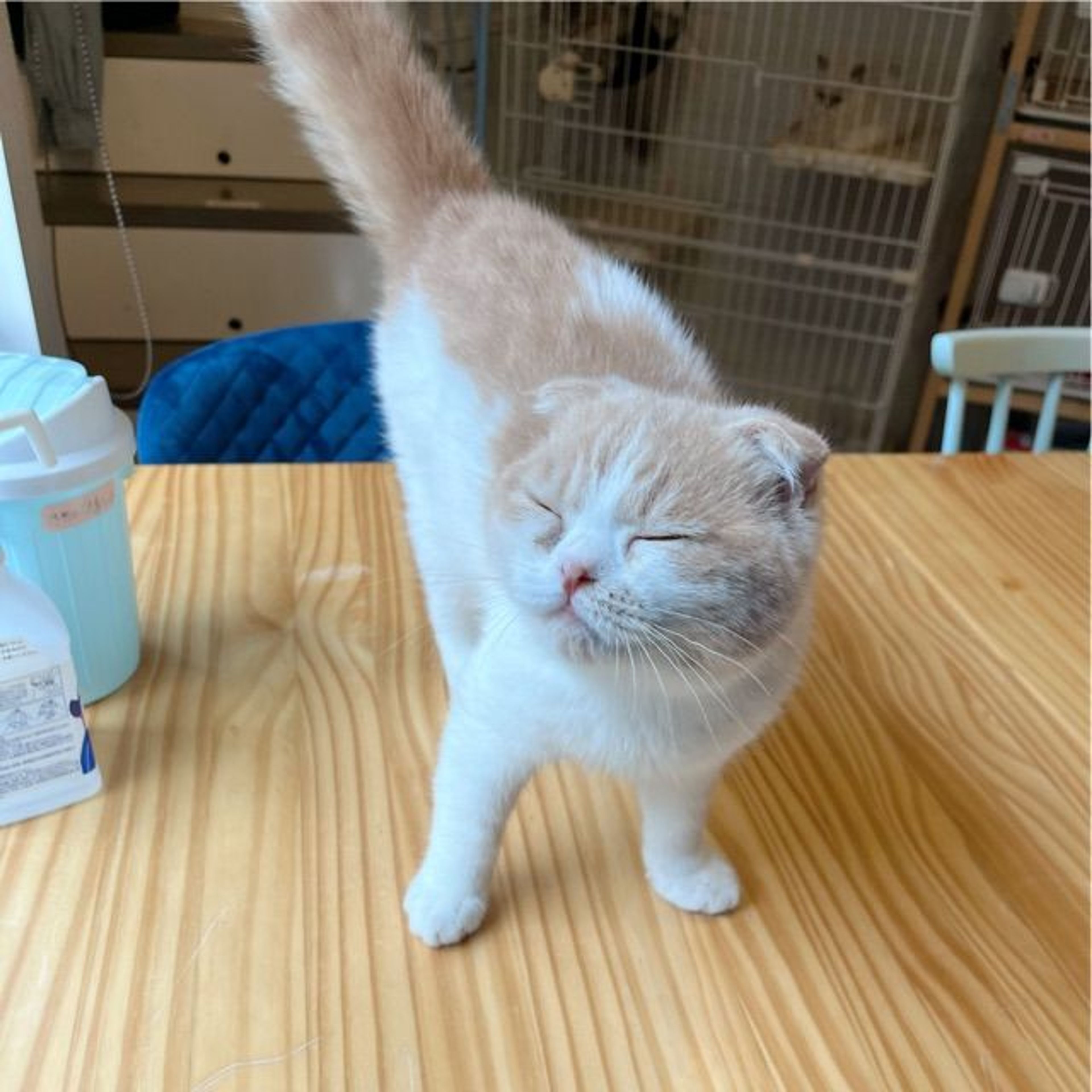pet-image-6