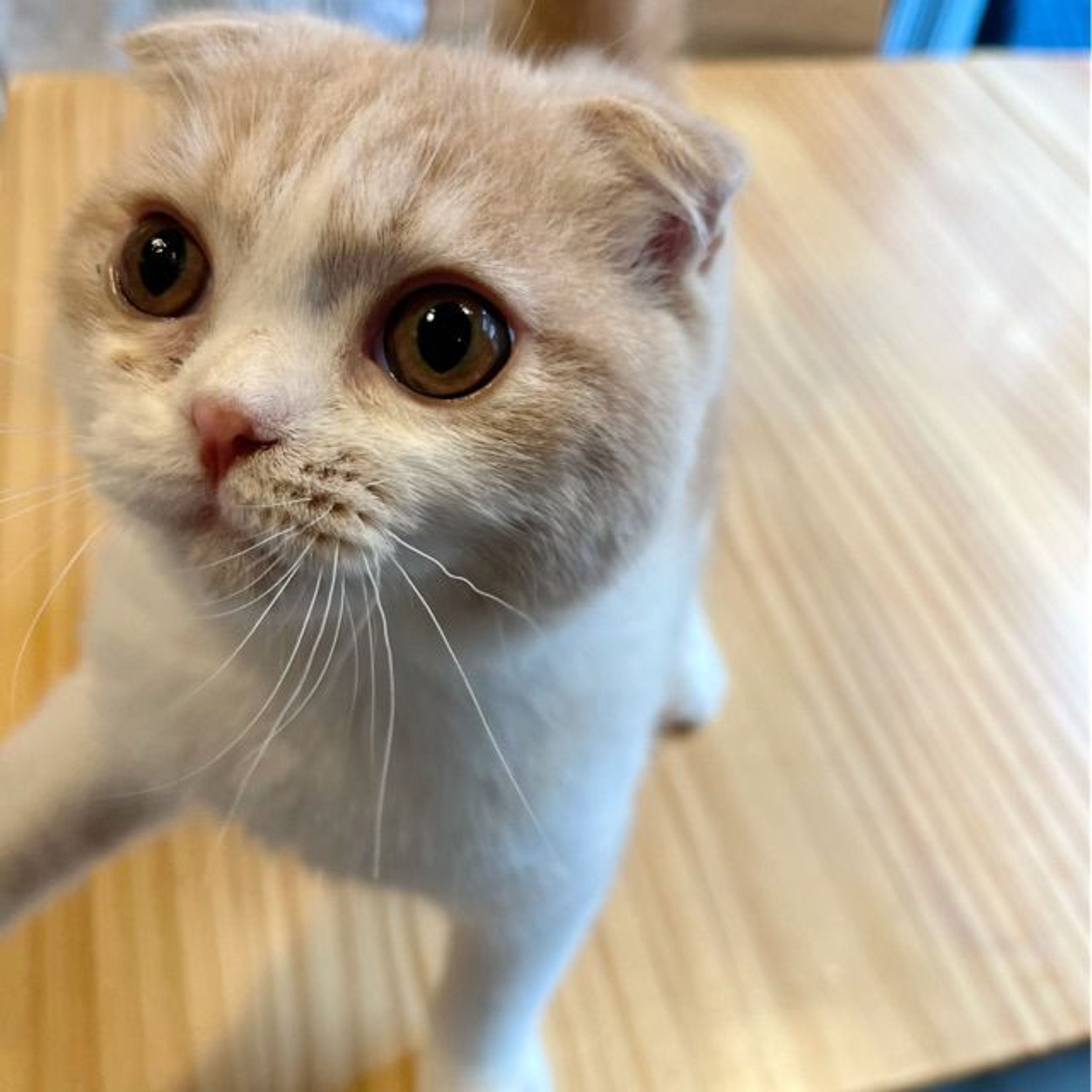pet-image-7