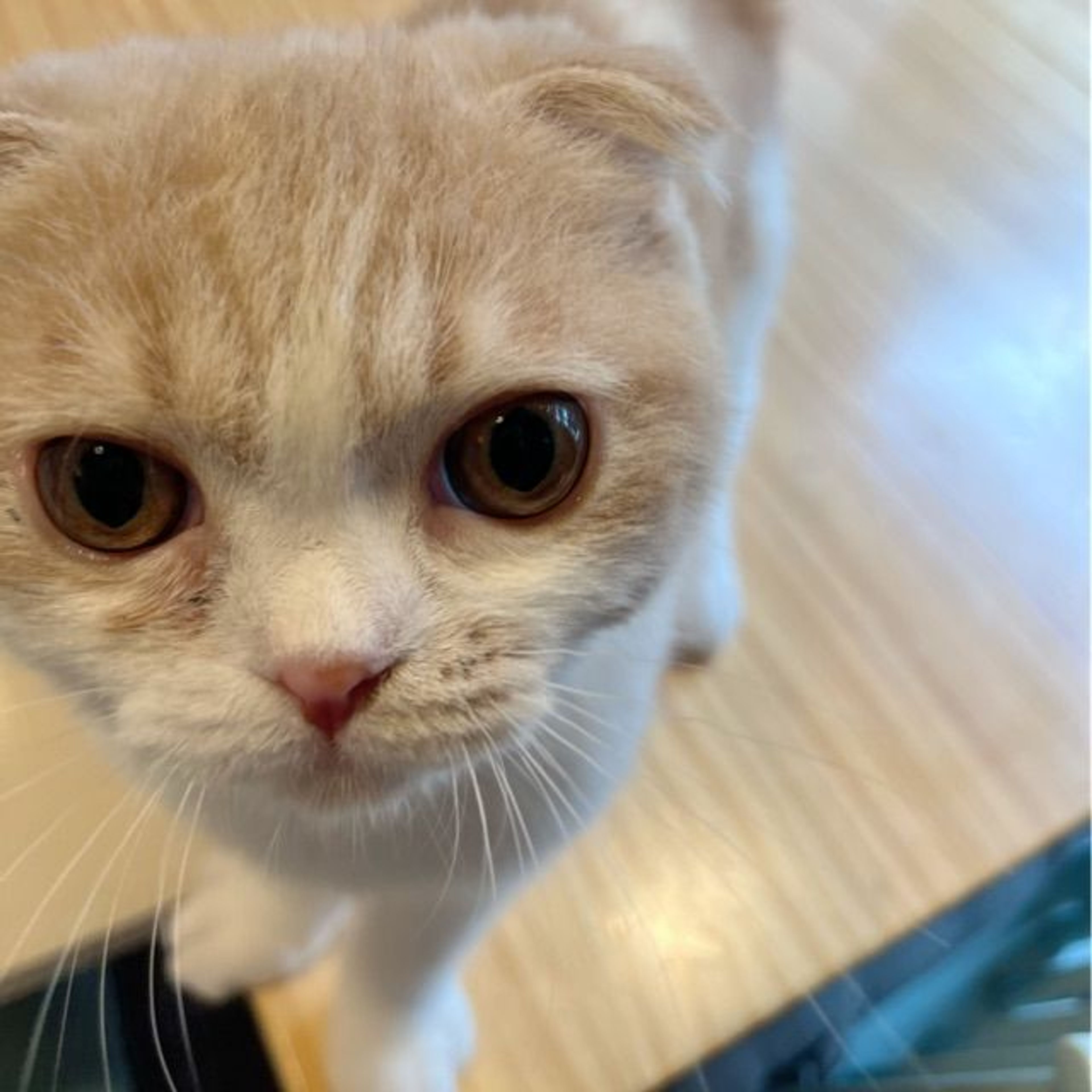 pet-image-8