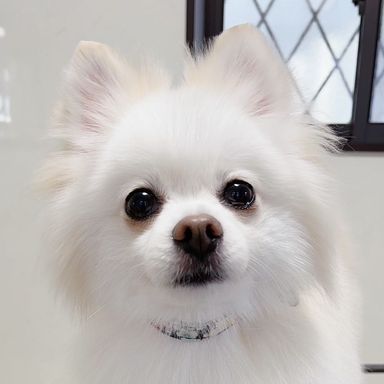 パニエちゃんの写真