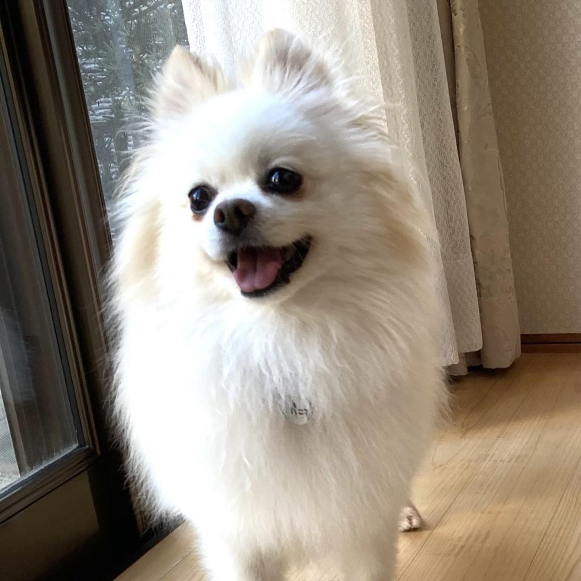 pet-image-2
