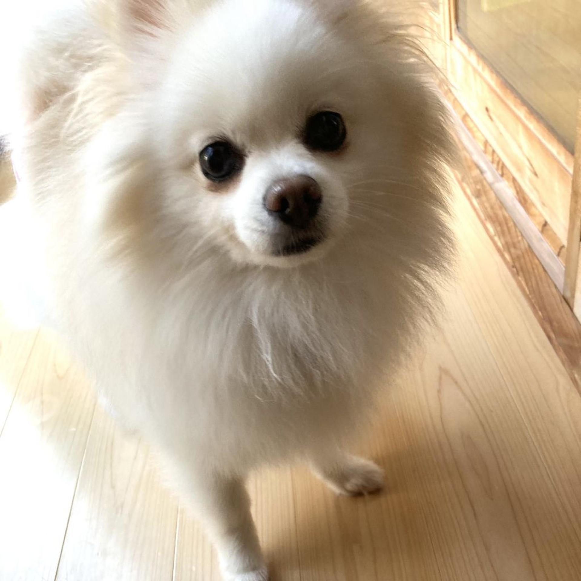 pet-image-3