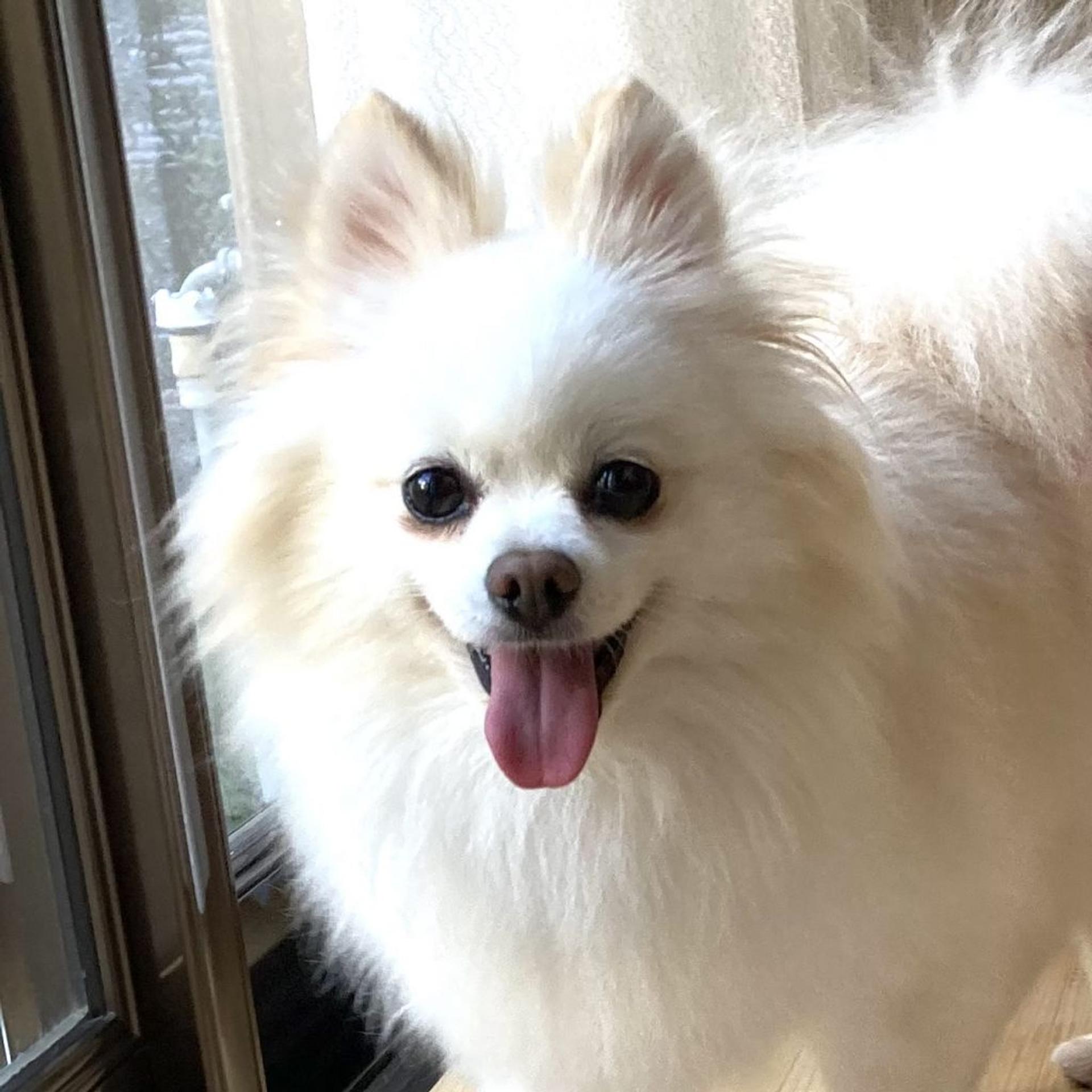 pet-image-4