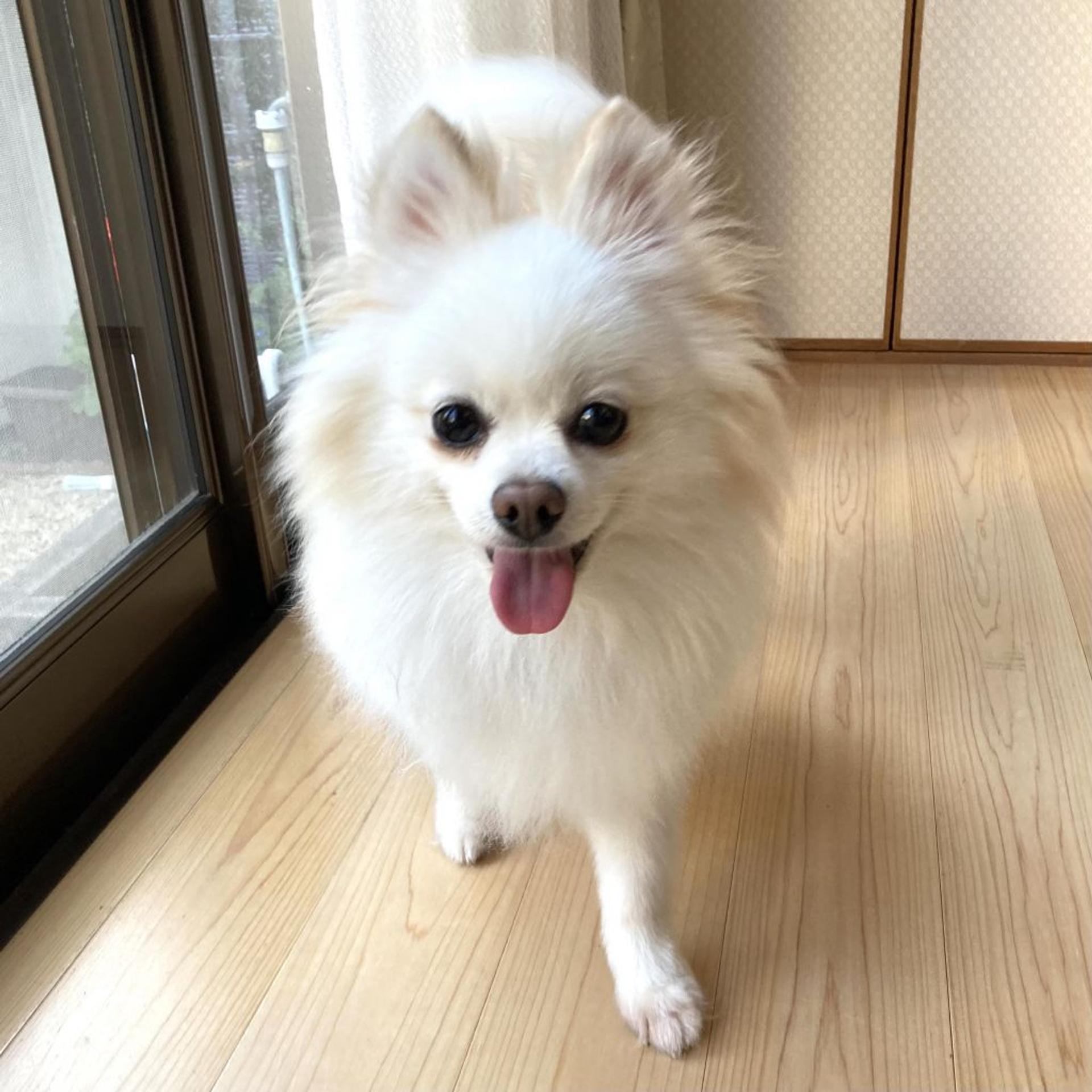 pet-image-6