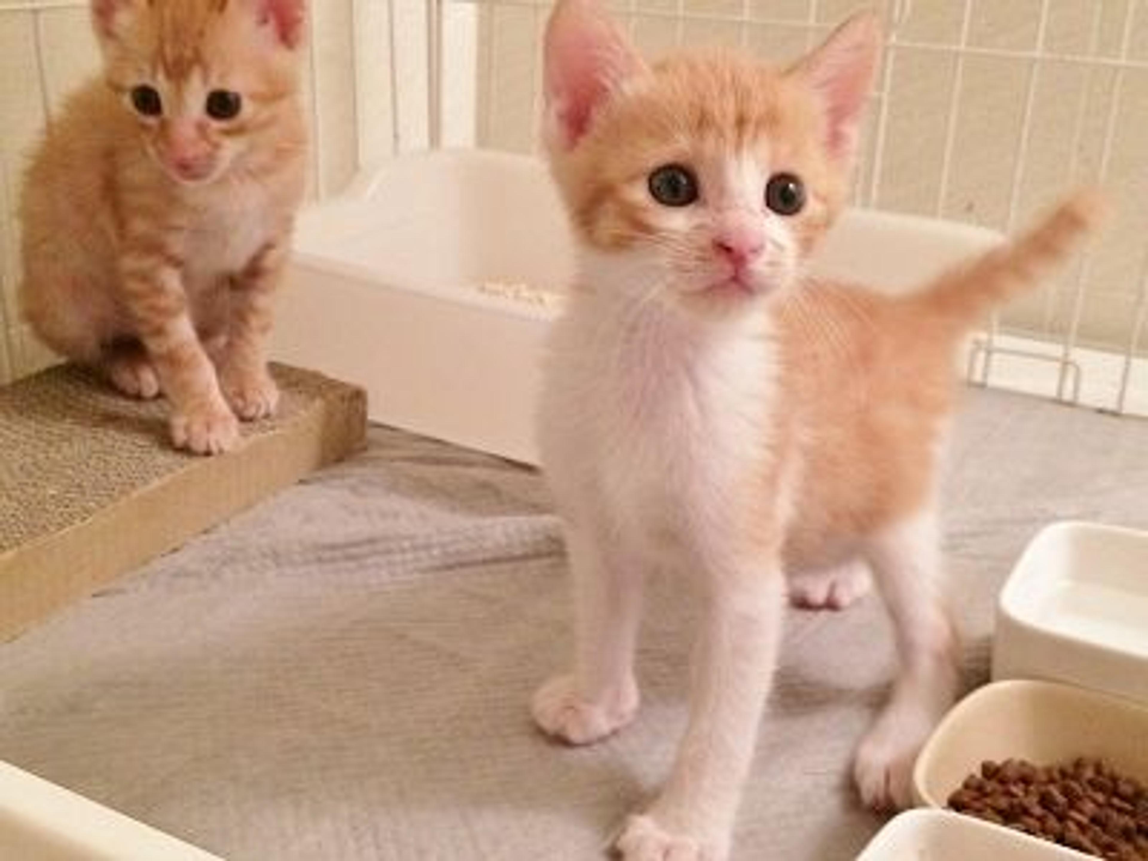 pet-image-3