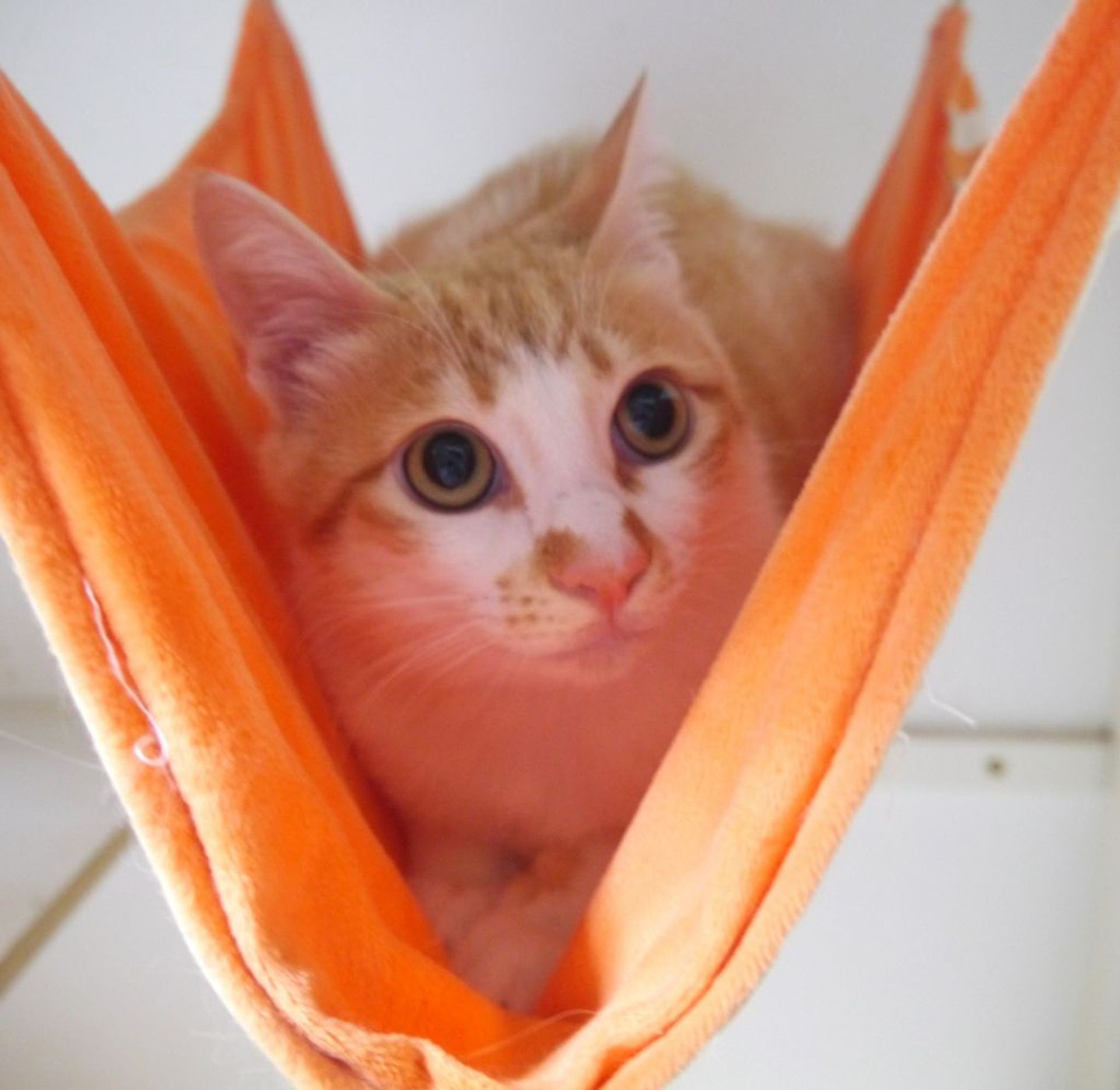 雑種（ミックス猫）・オスの里親募集の写真