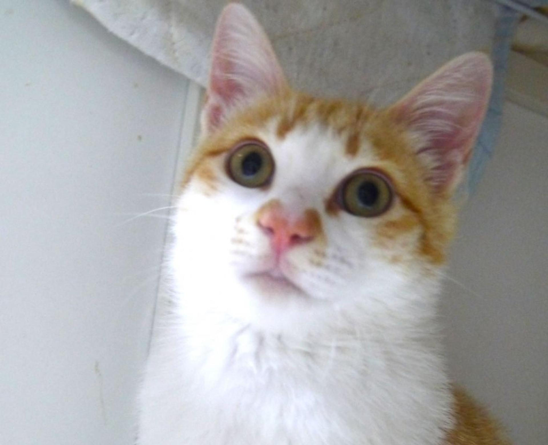 pet-image-4