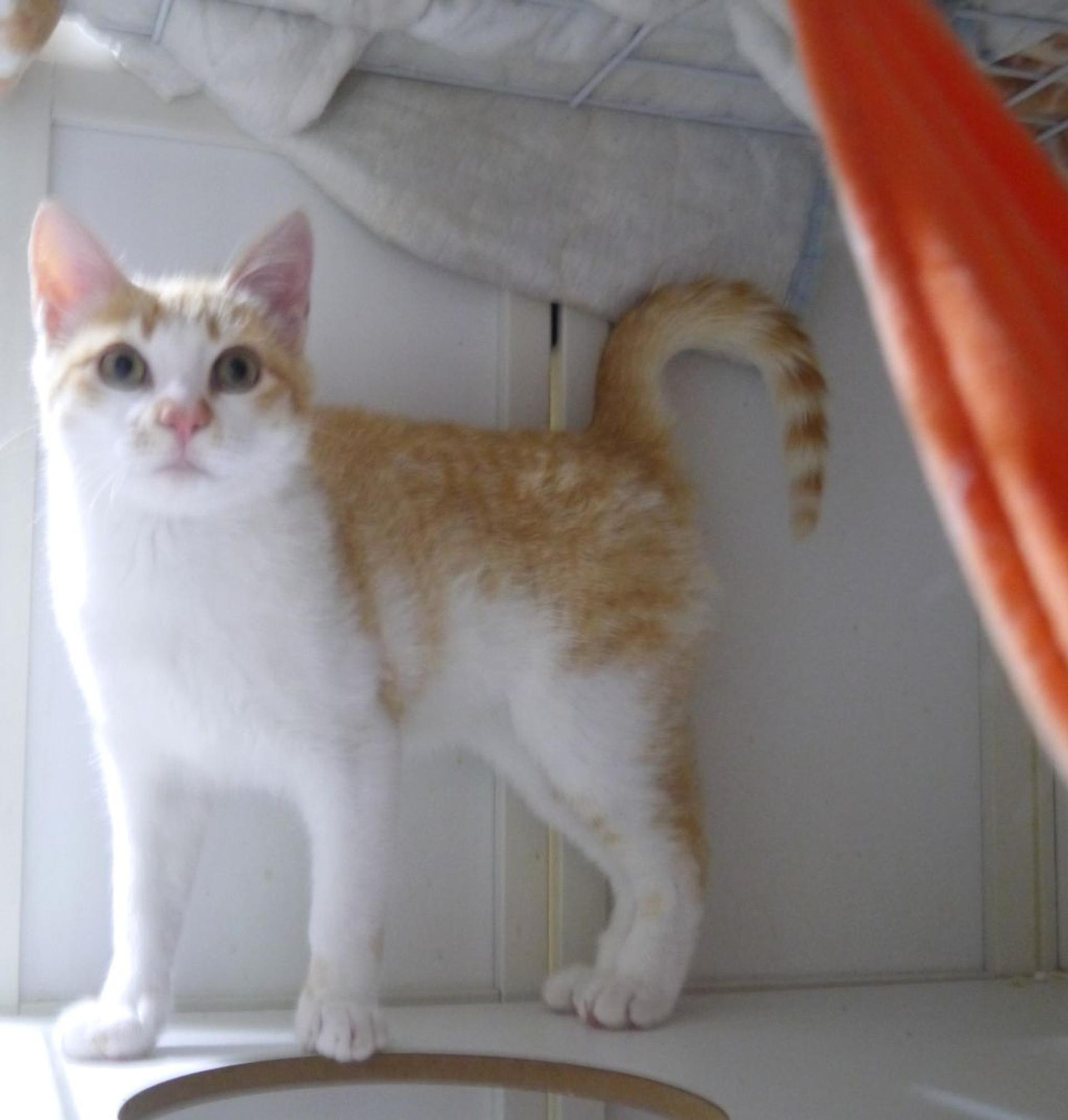 pet-image-5