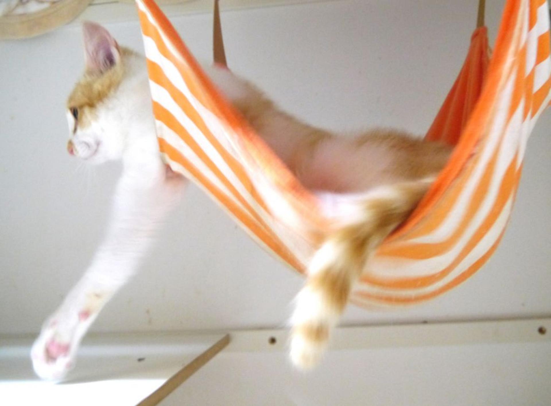 pet-image-6
