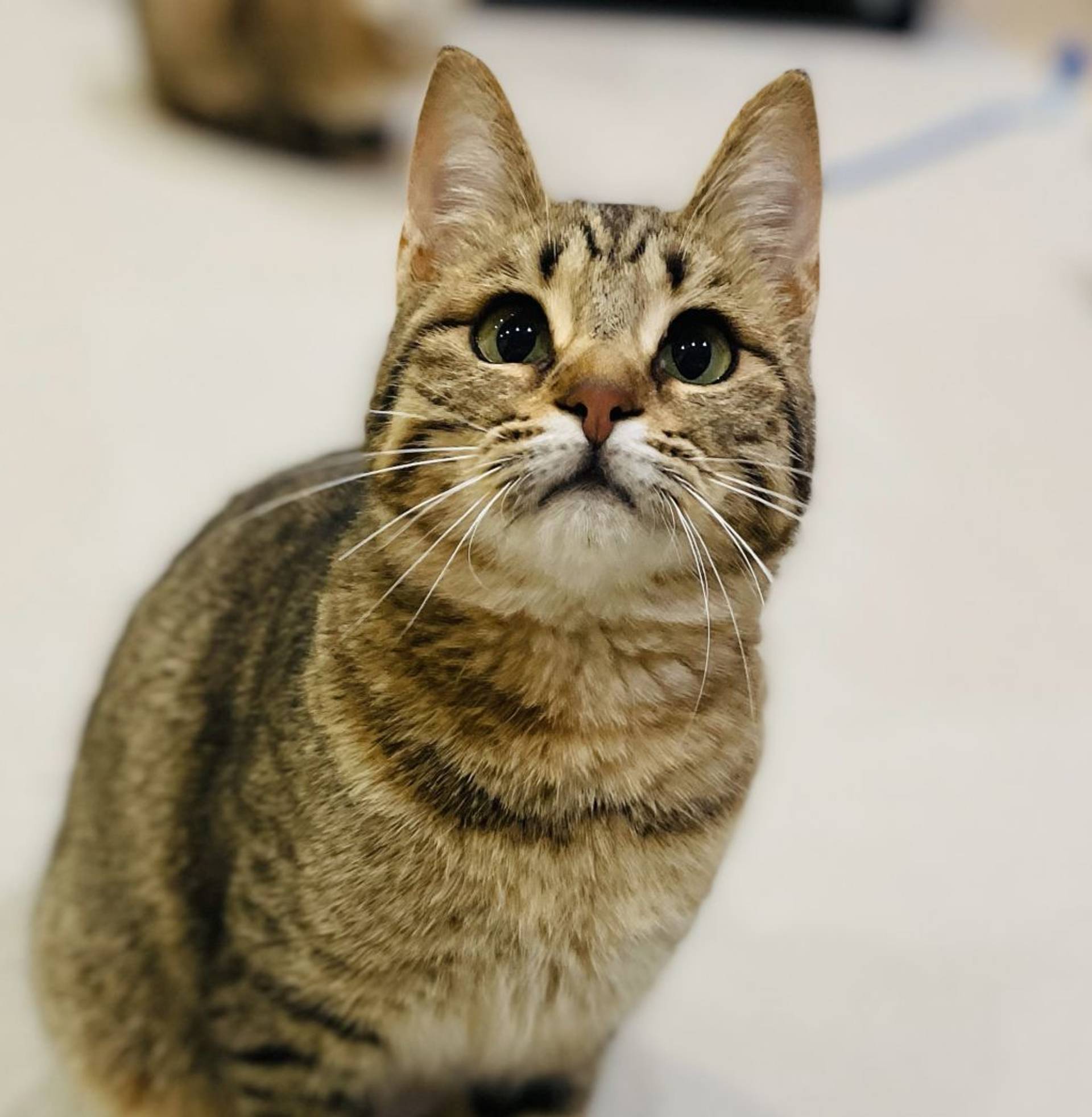 雑種（ミックス猫）・メスの里親募集の写真