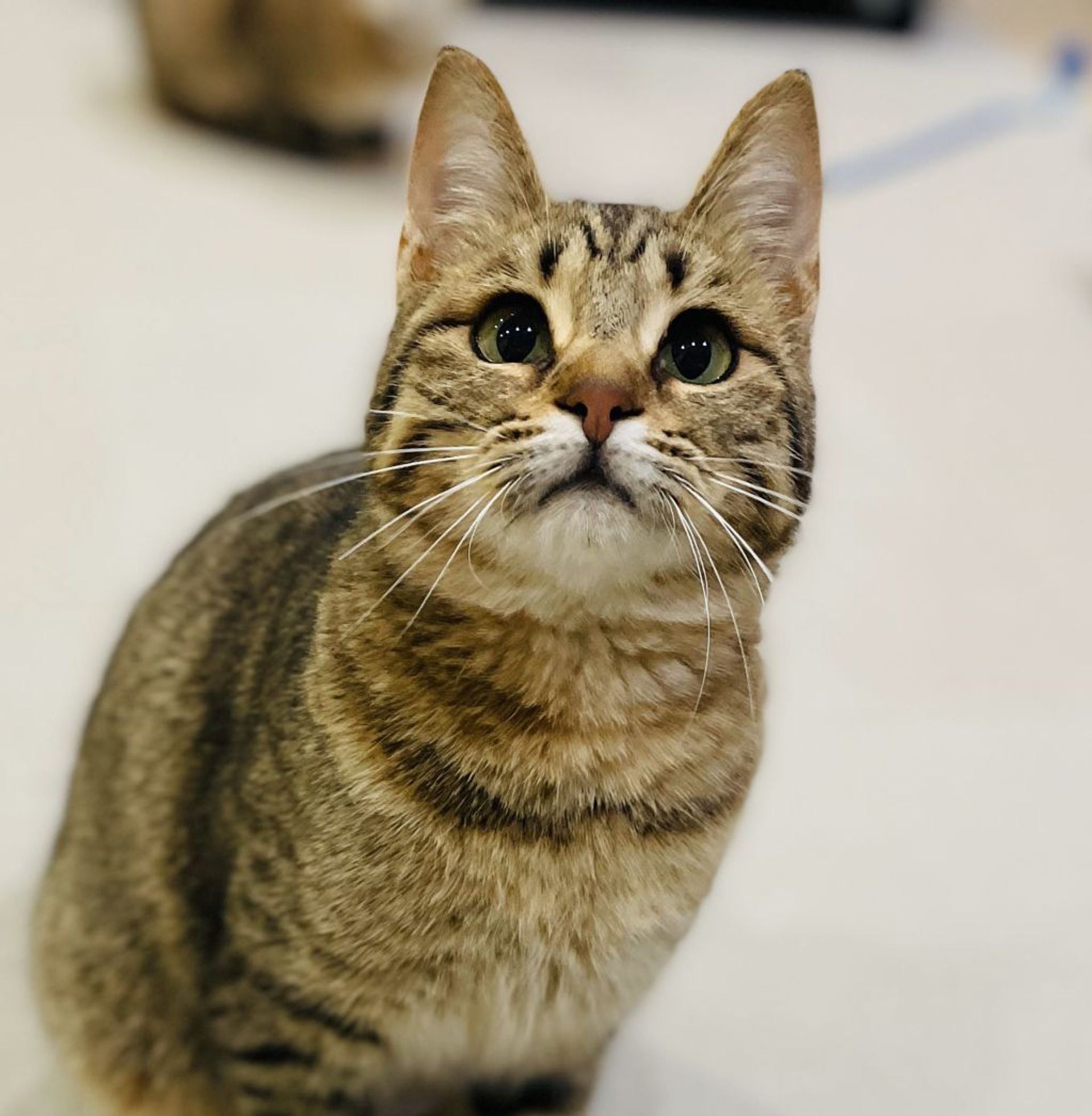 雑種（ミックス猫）・メスの里親募集の写真