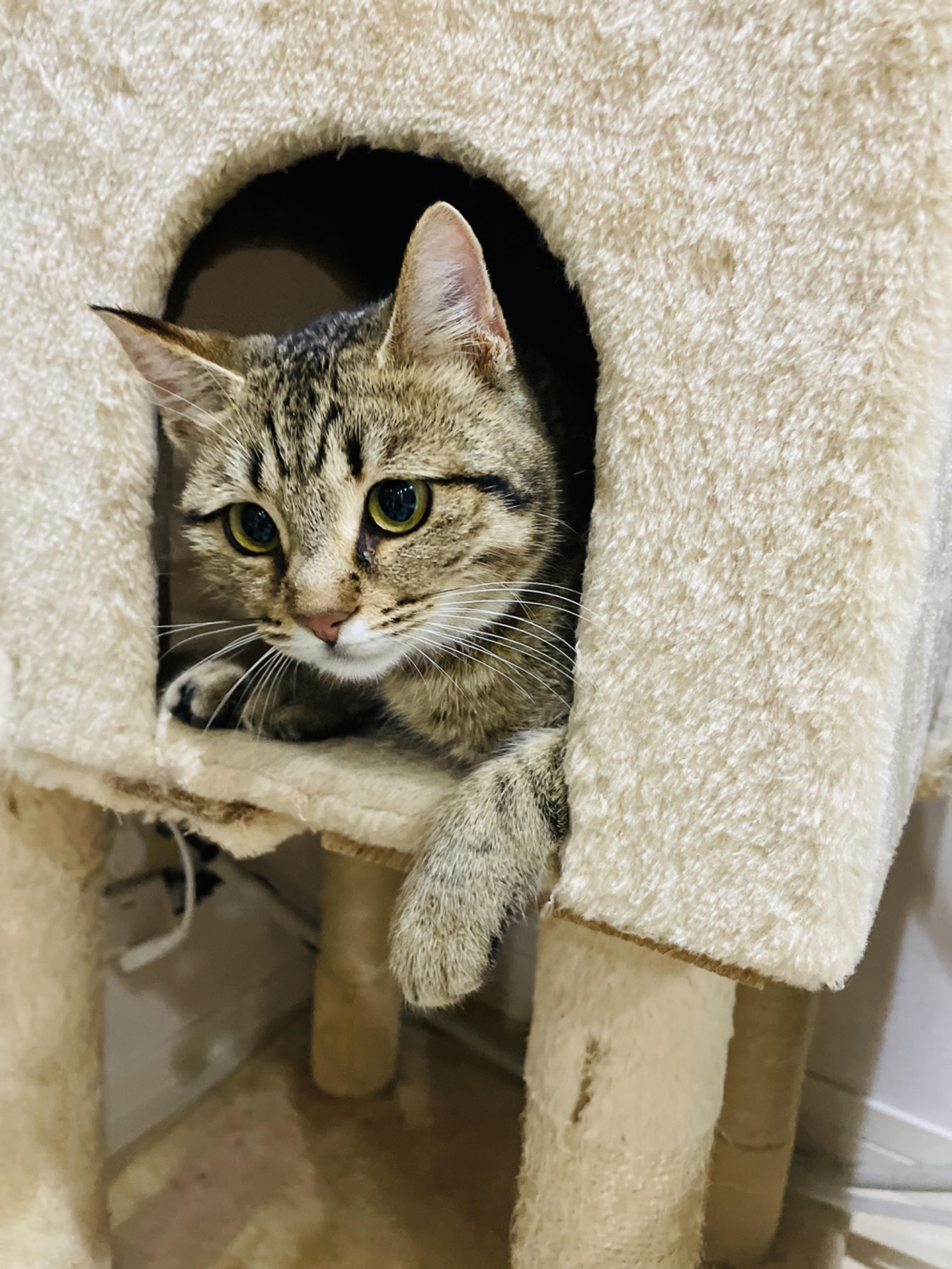 pet-image-3