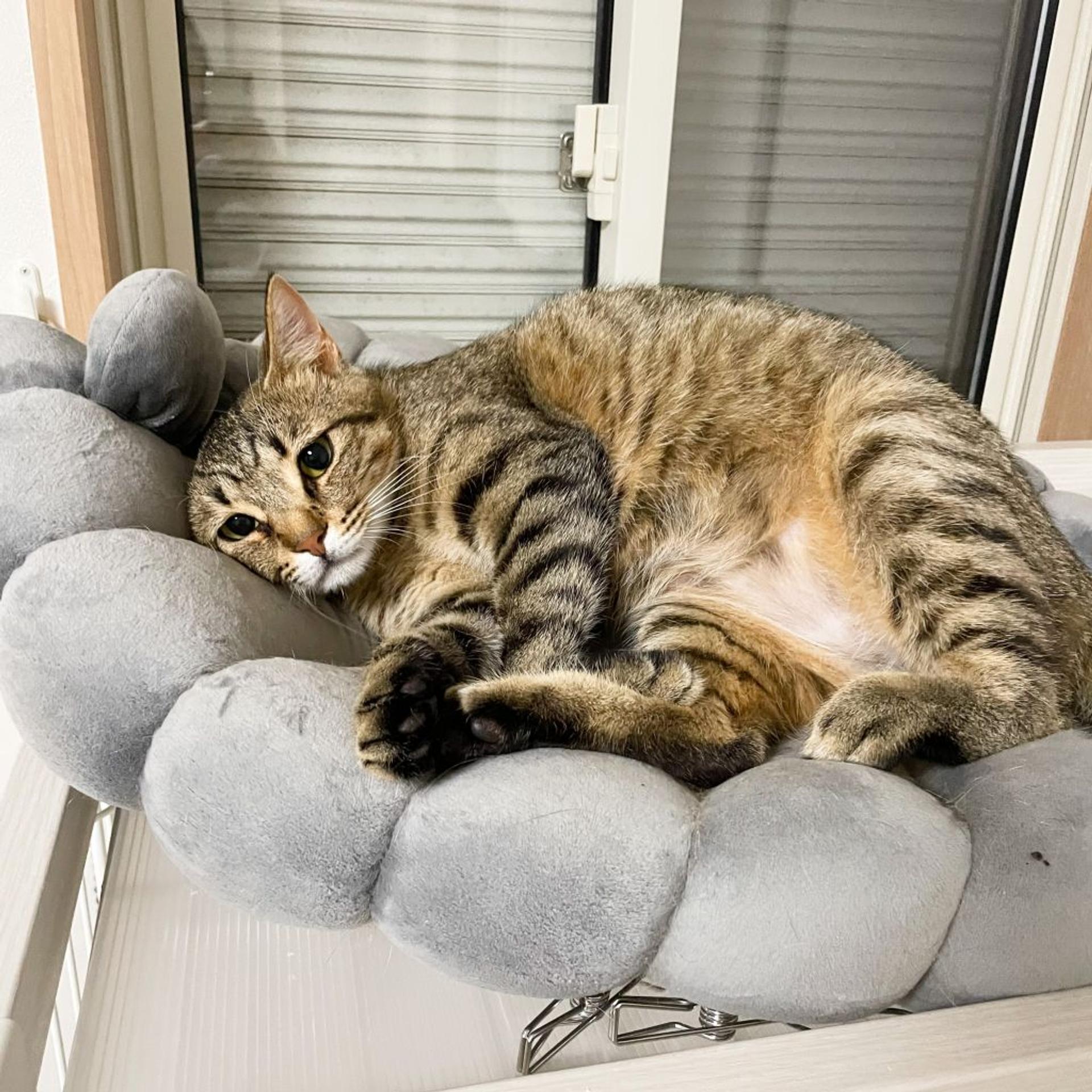 pet-image-2
