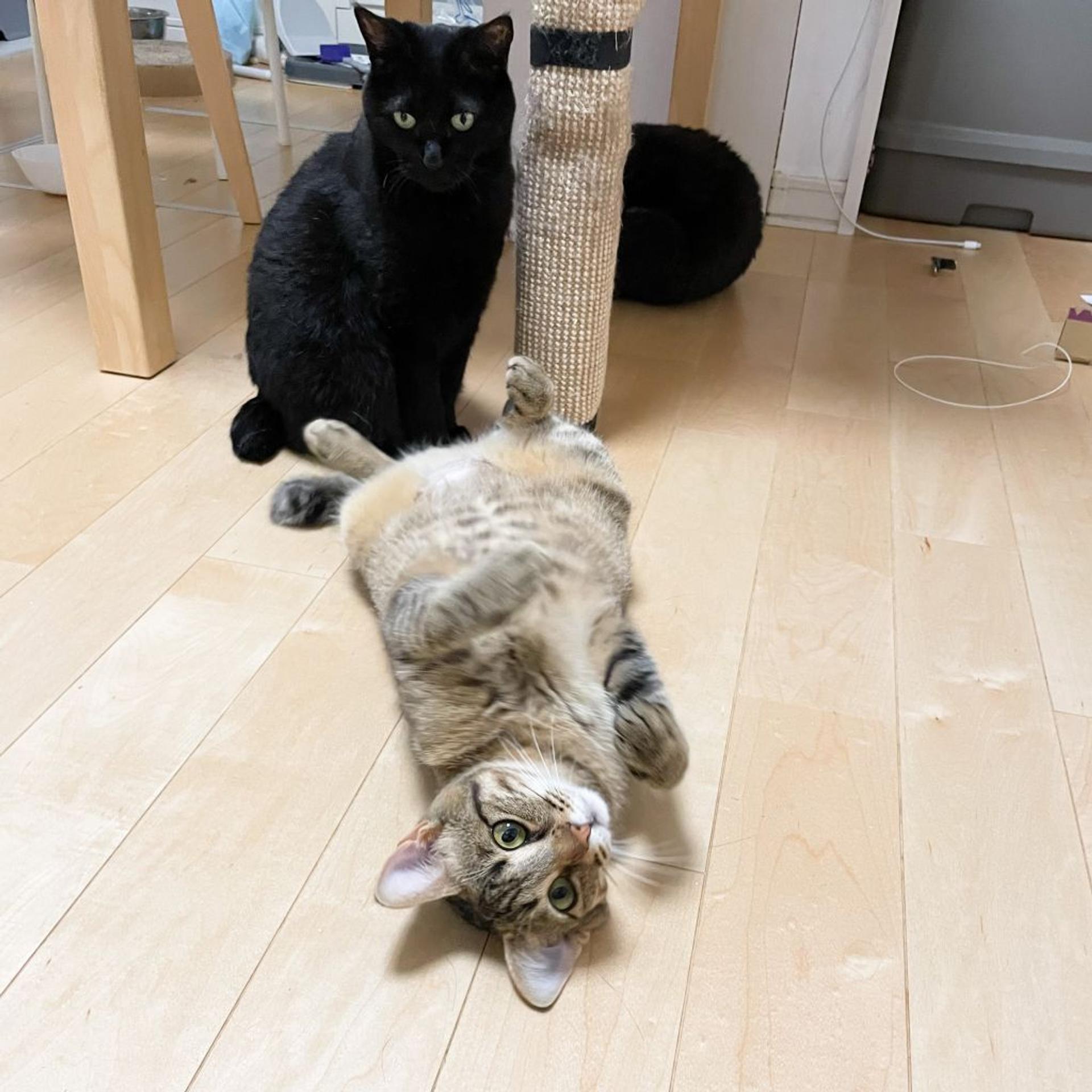 pet-image-4