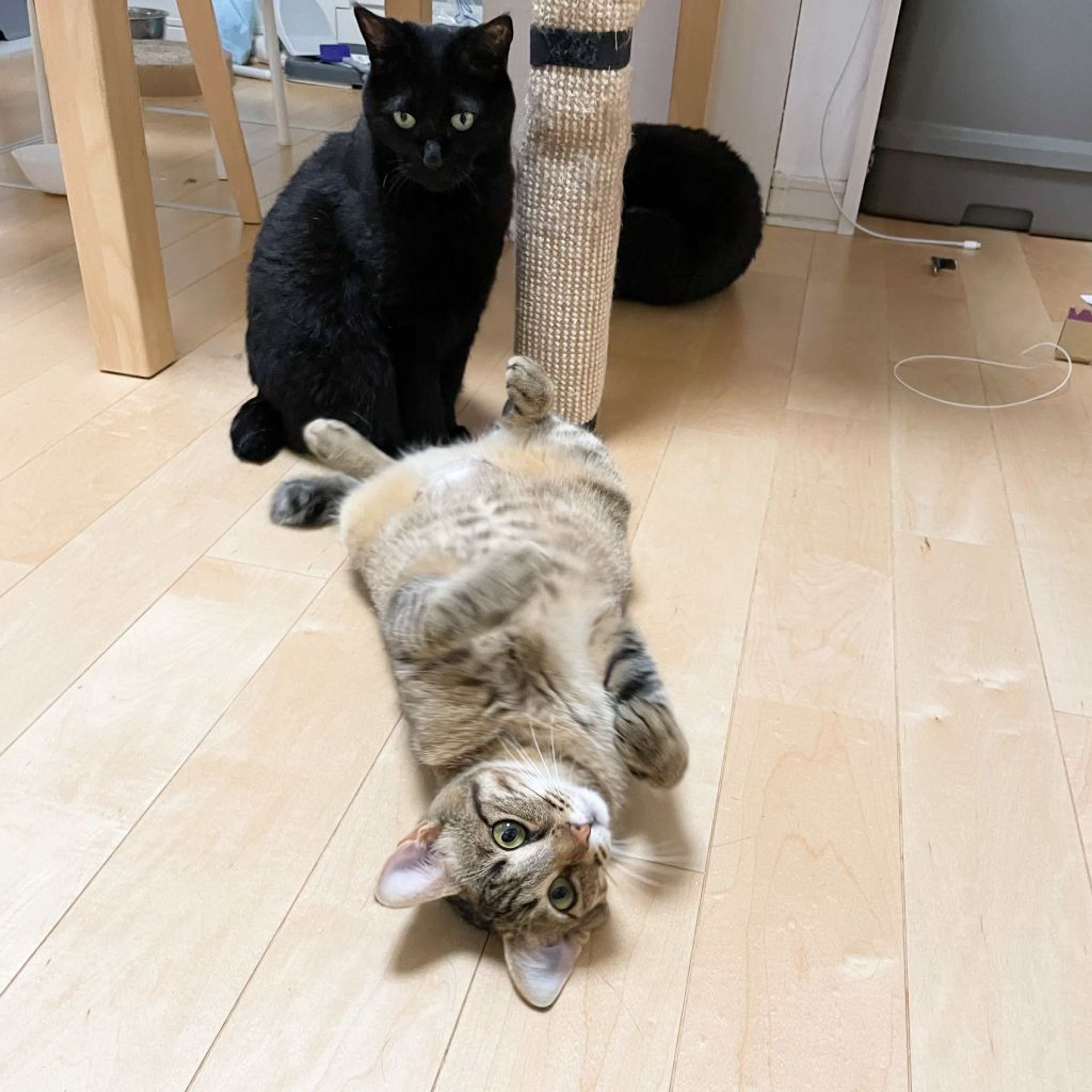 pet-image-4