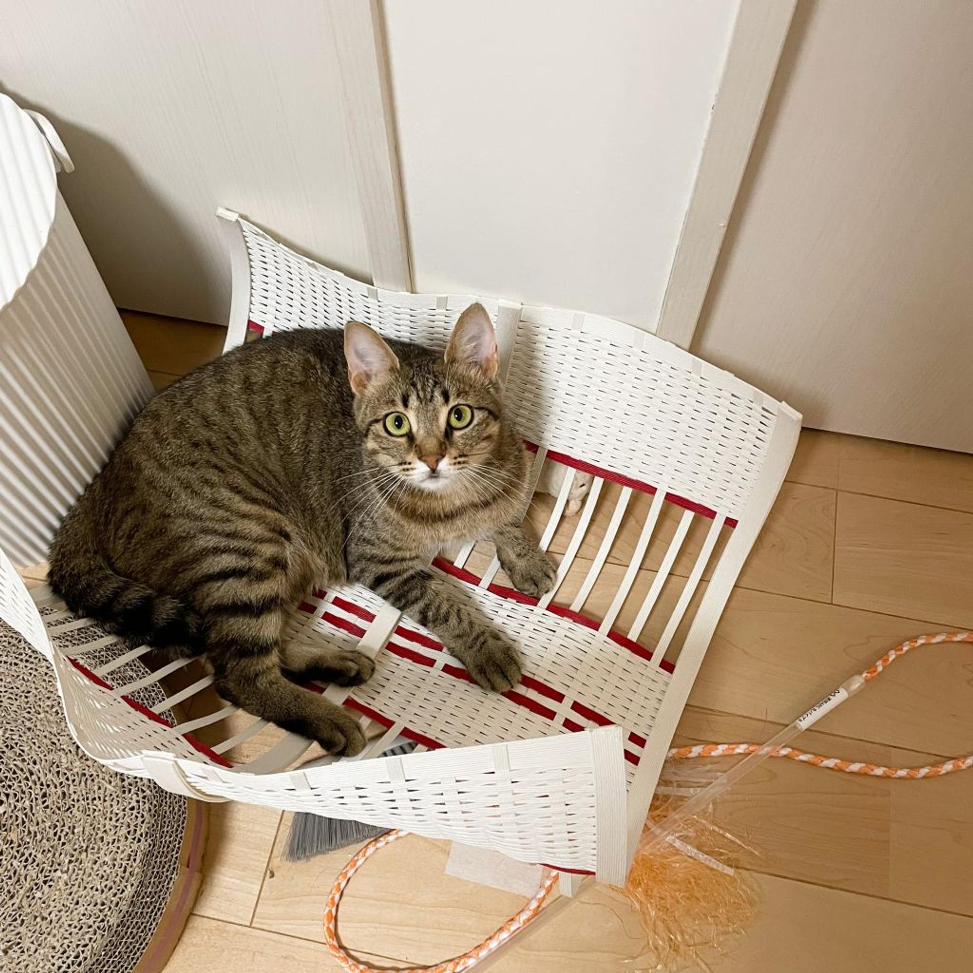 pet-image-5