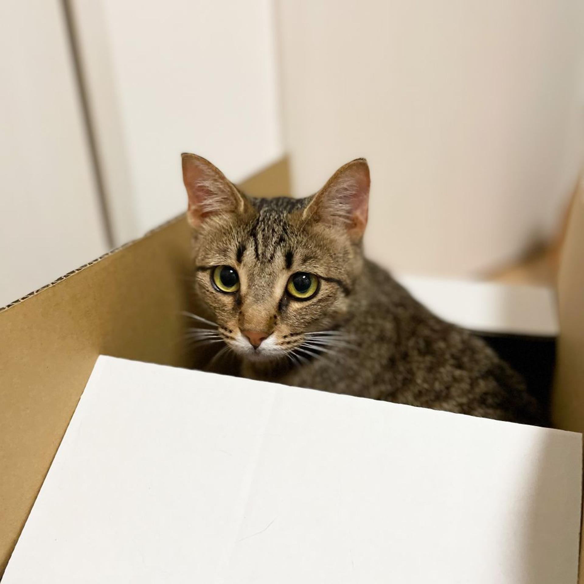 pet-image-9