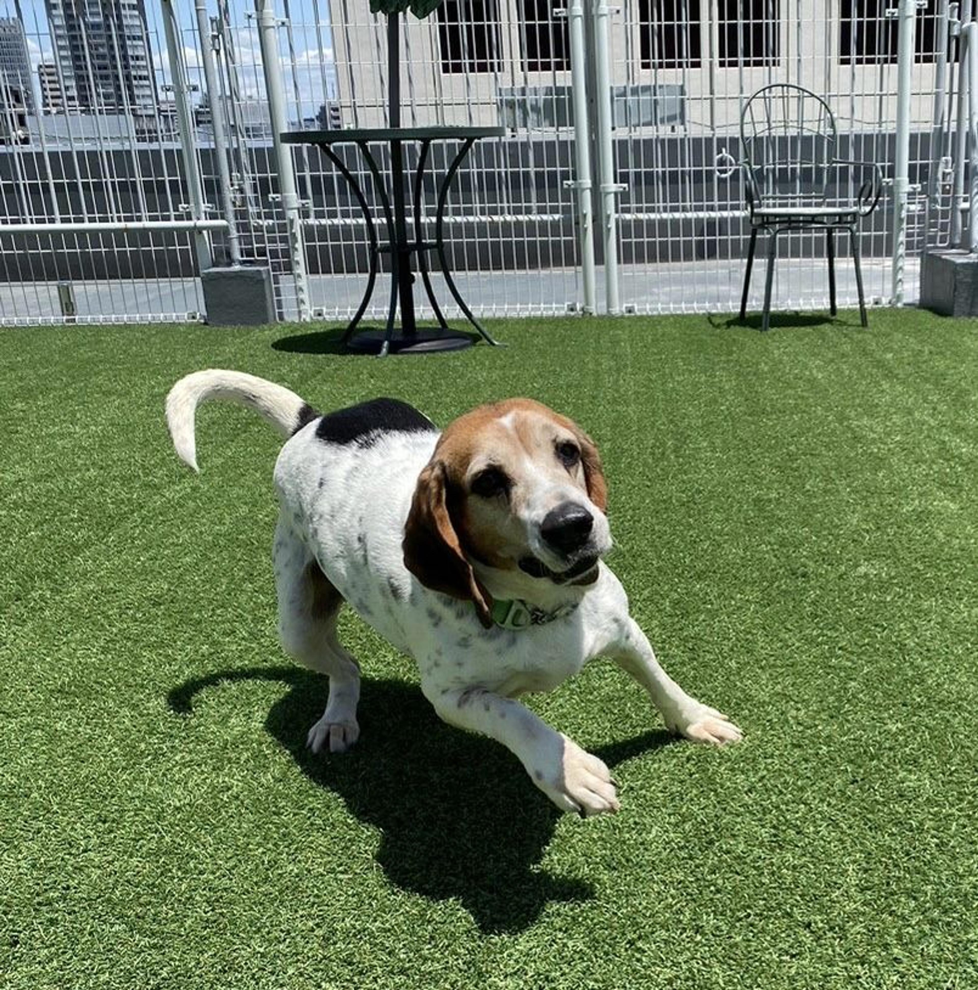 pet-image-3