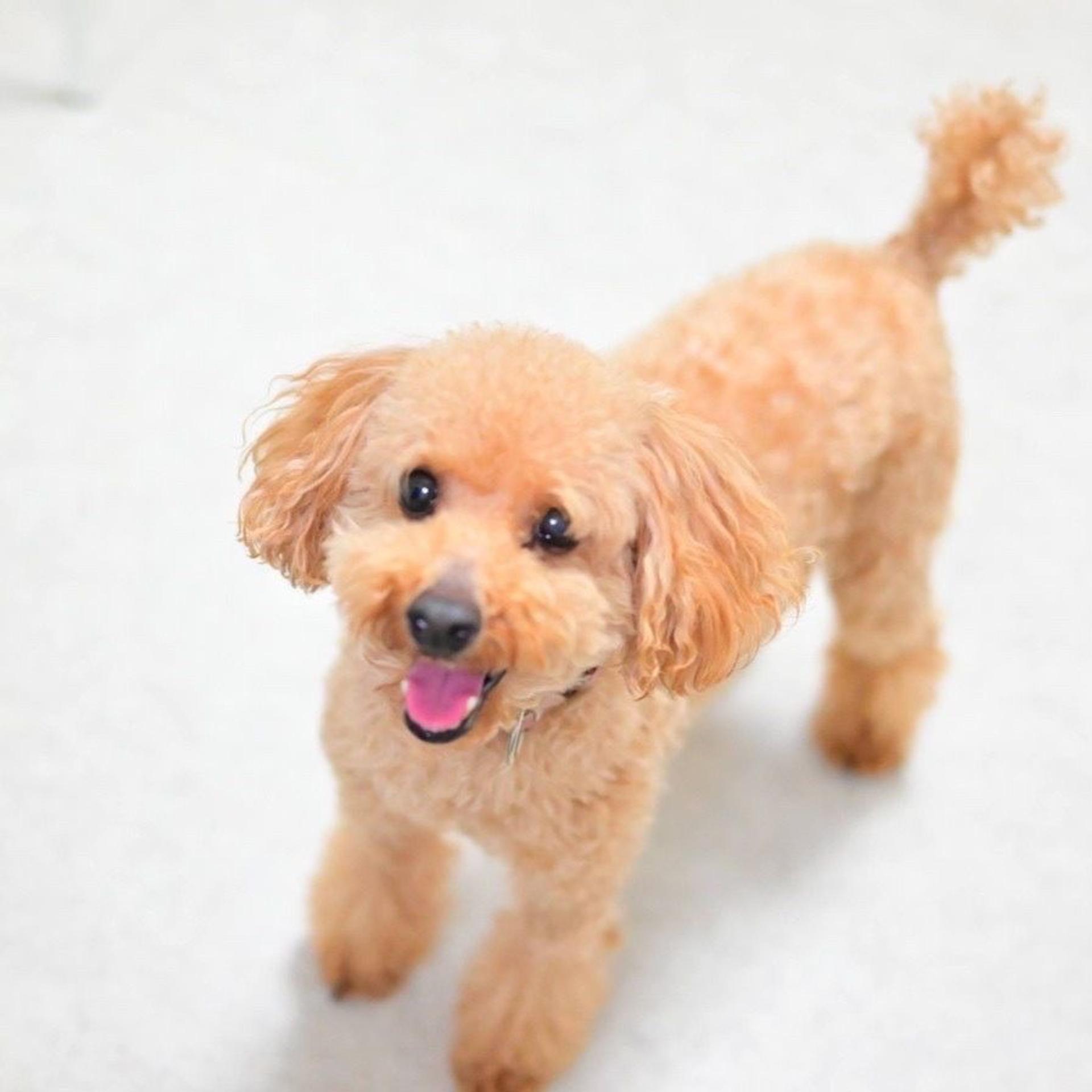 pet-image-3
