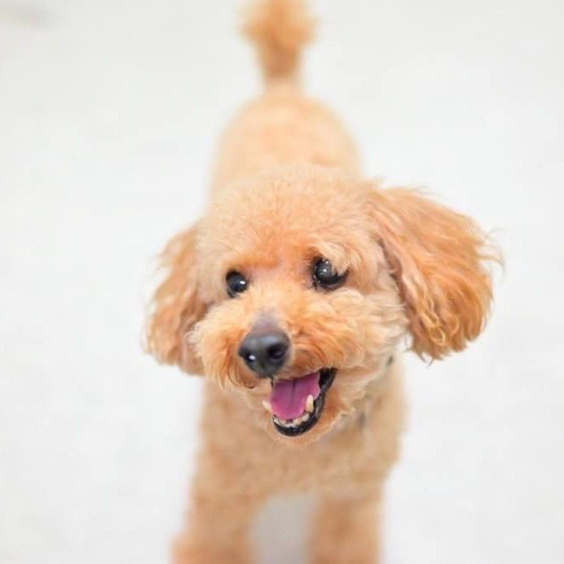pet-image-4