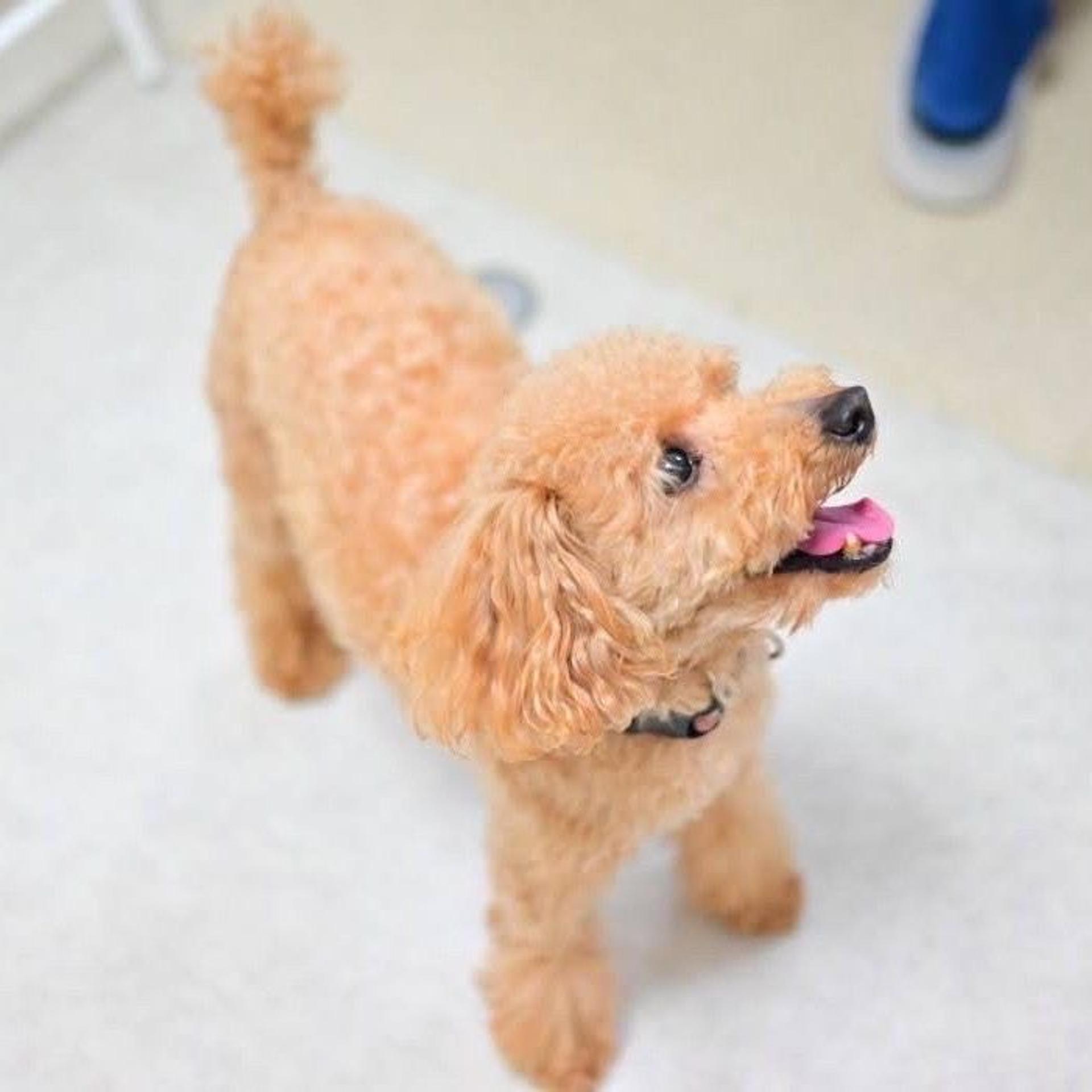pet-image-5