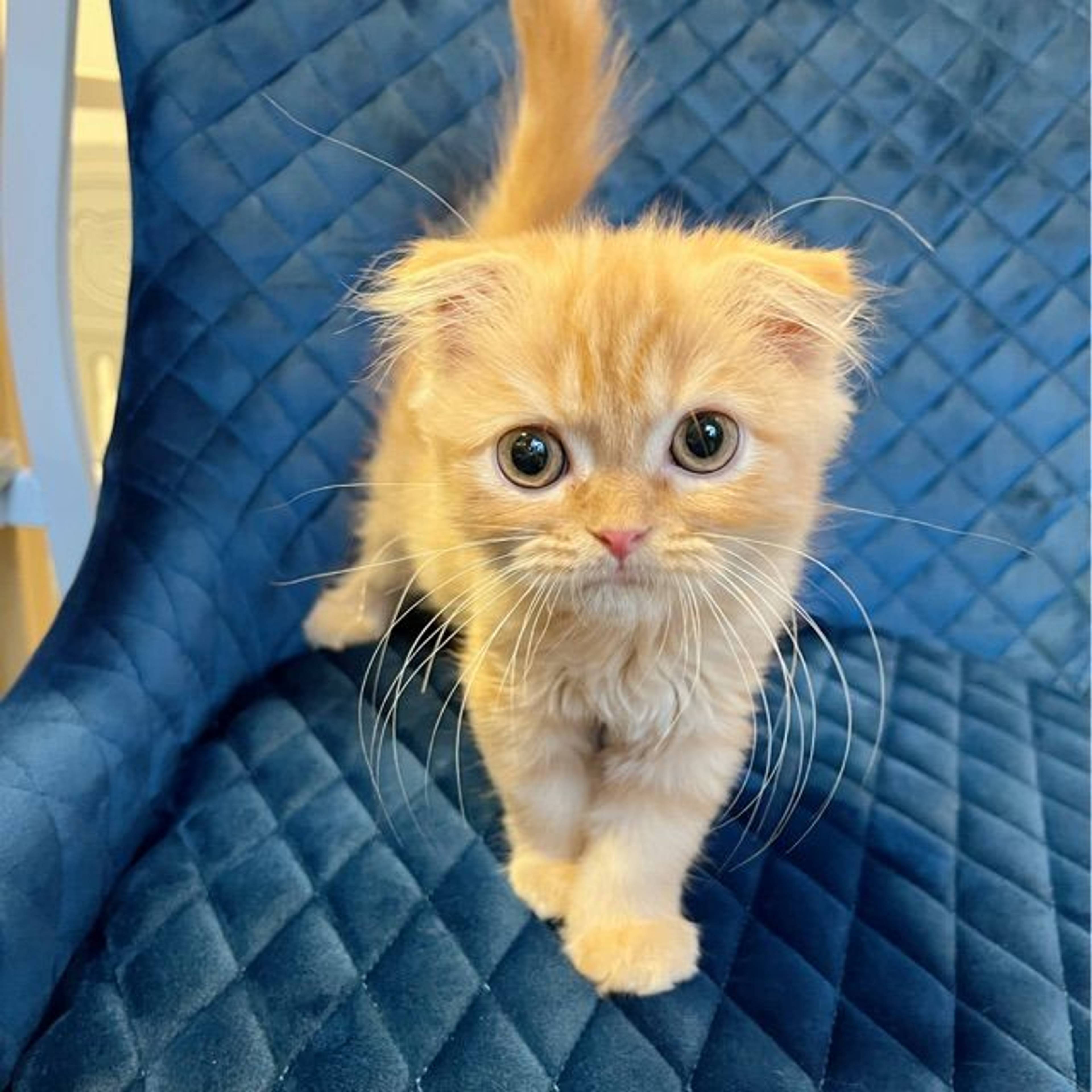 スコティッシュフォールド・オスの里親募集の写真