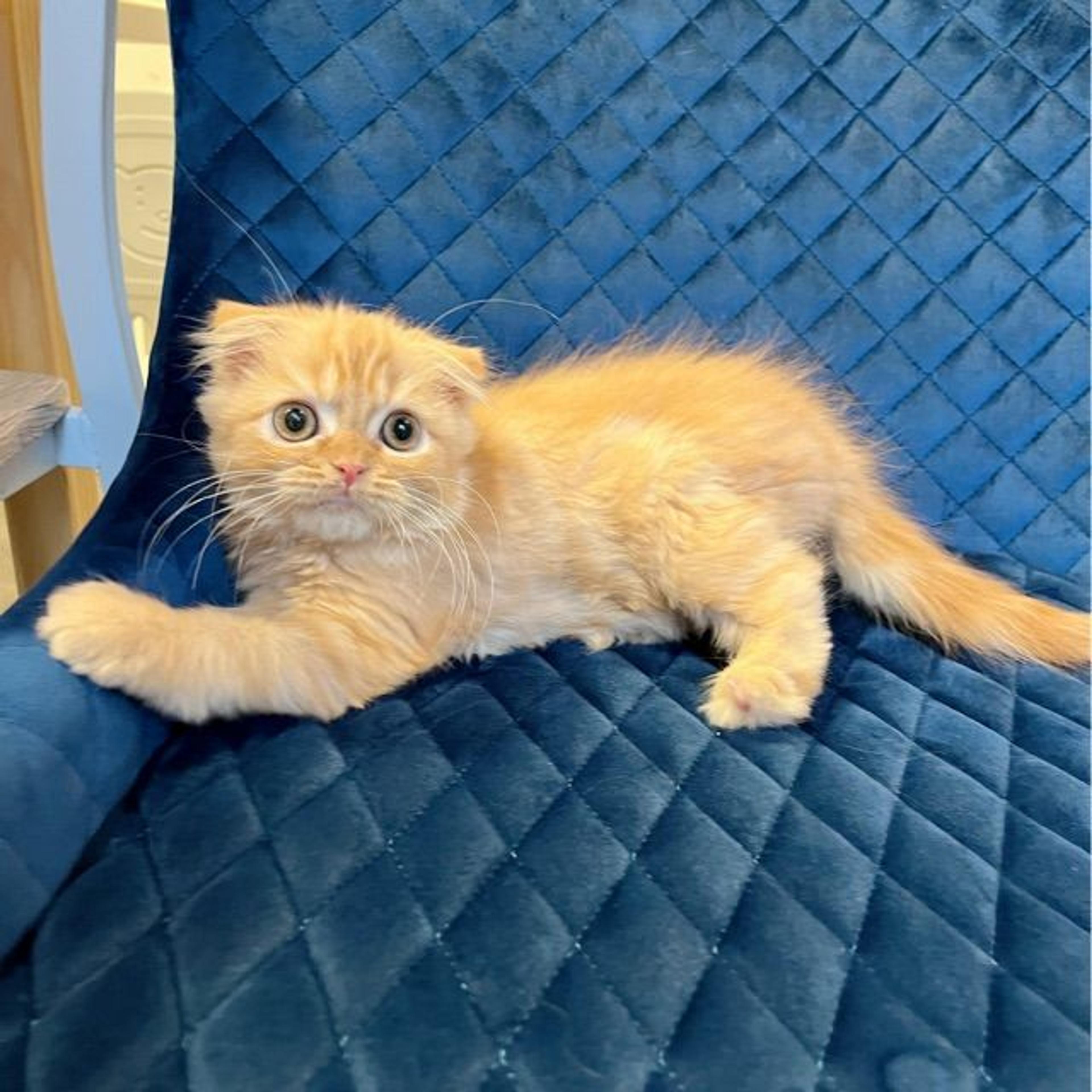 pet-image-7