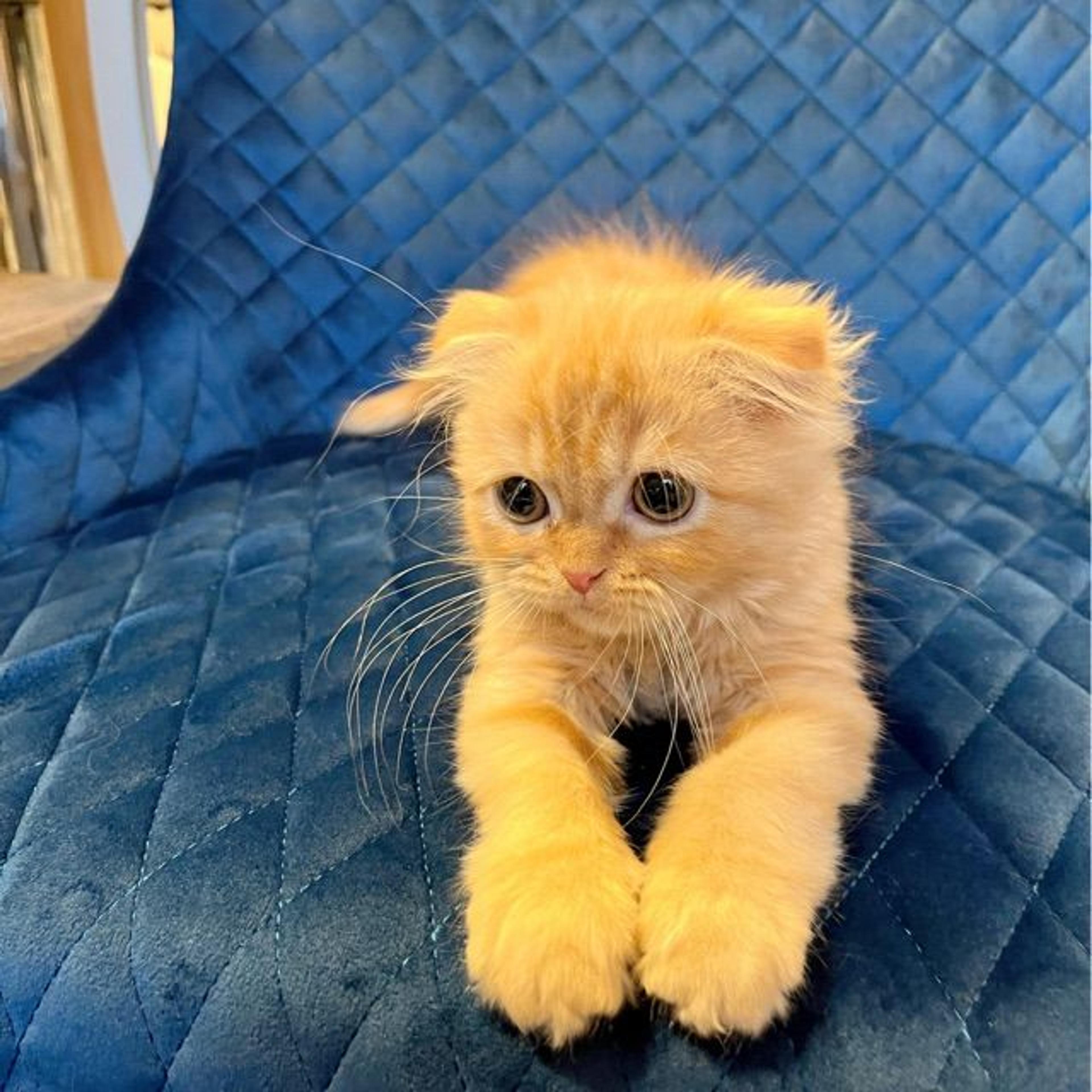 pet-image-8