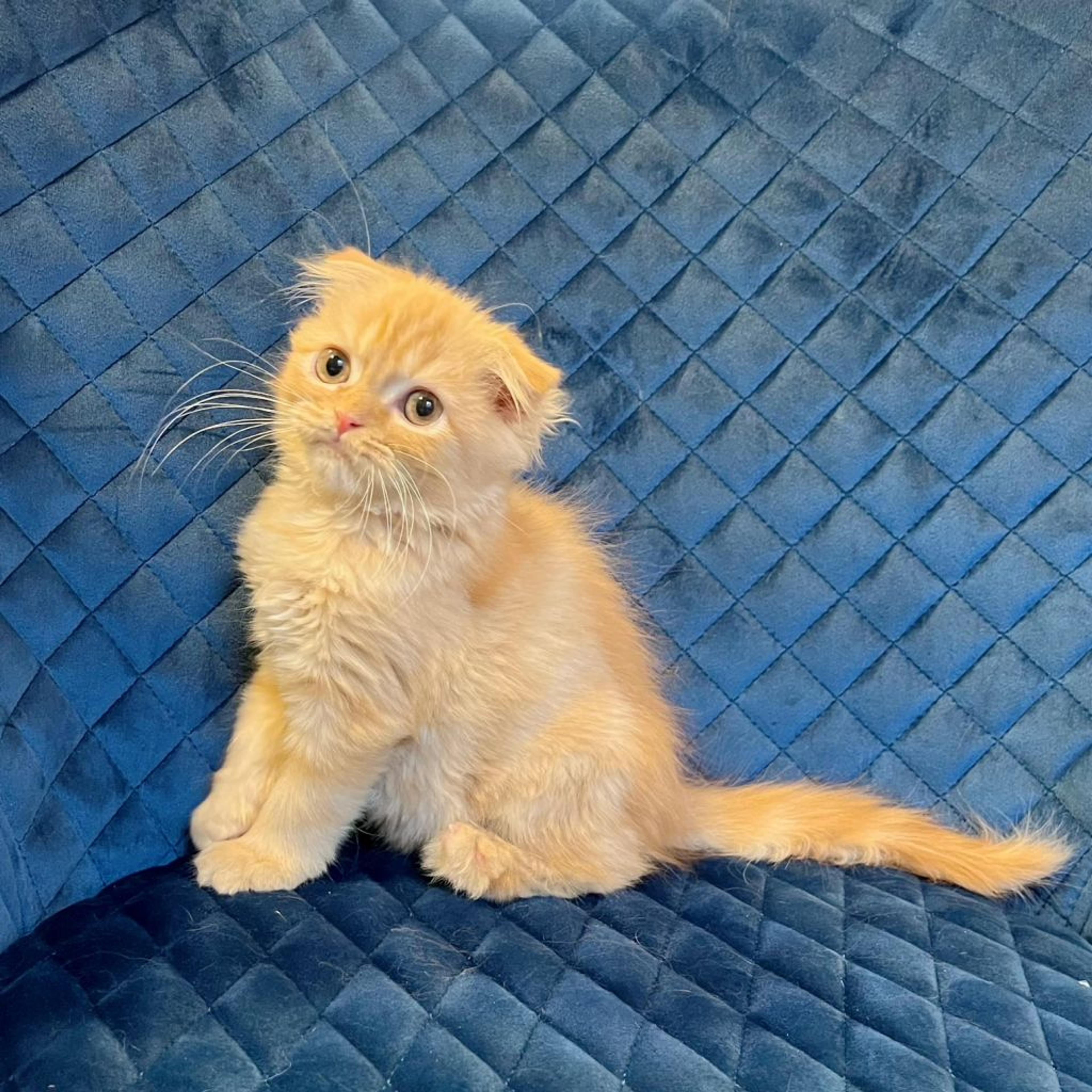 pet-image-9