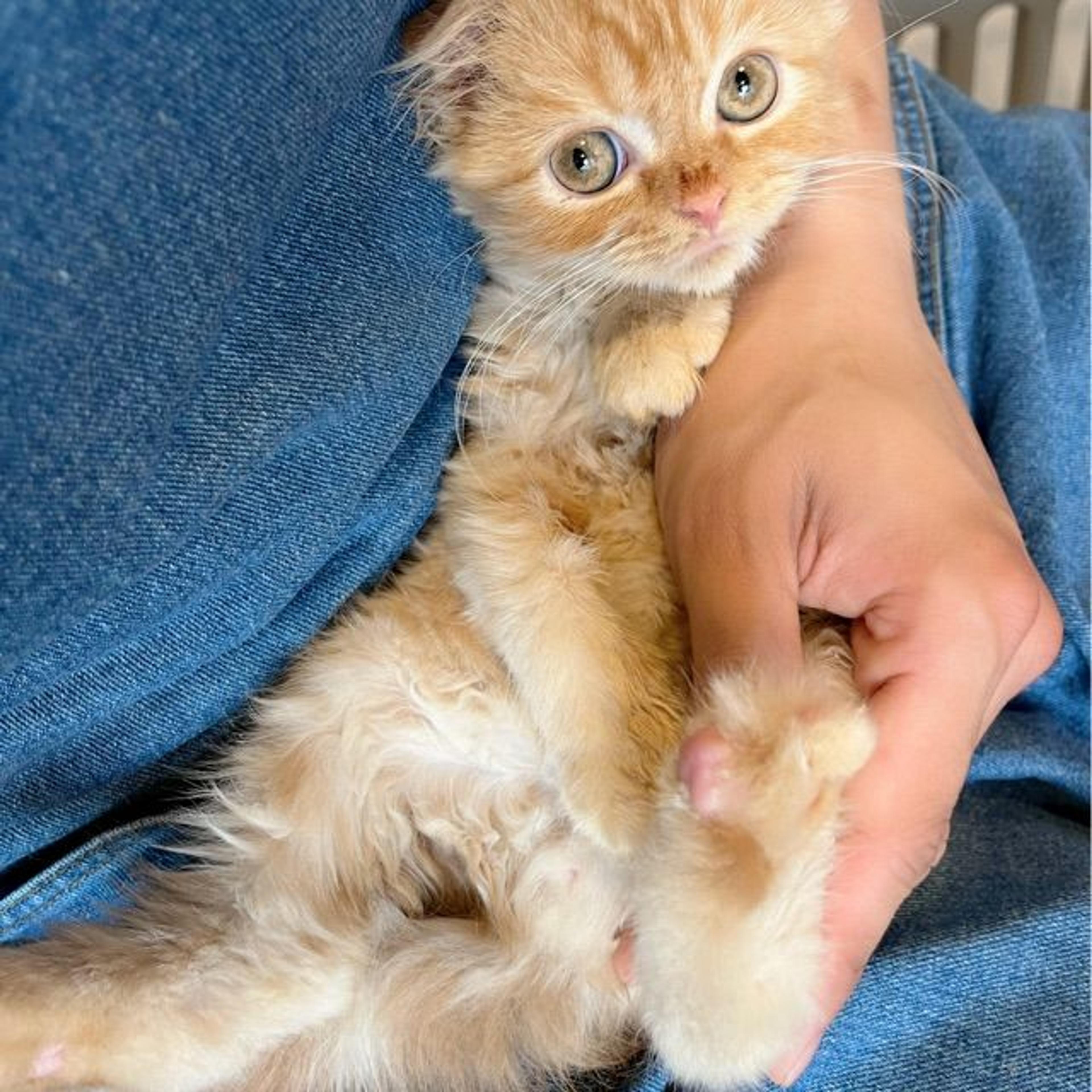 pet-image-2