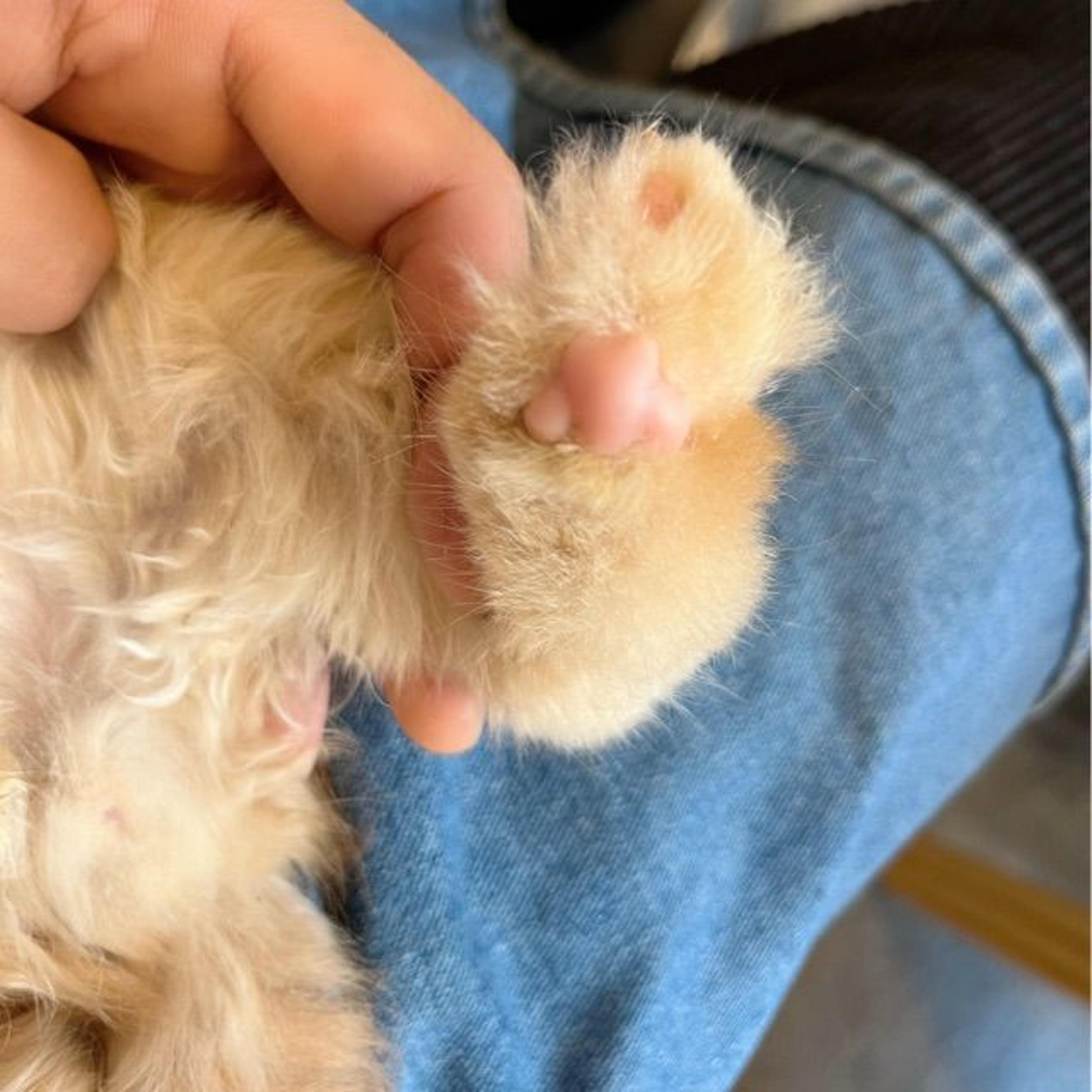 pet-image-4