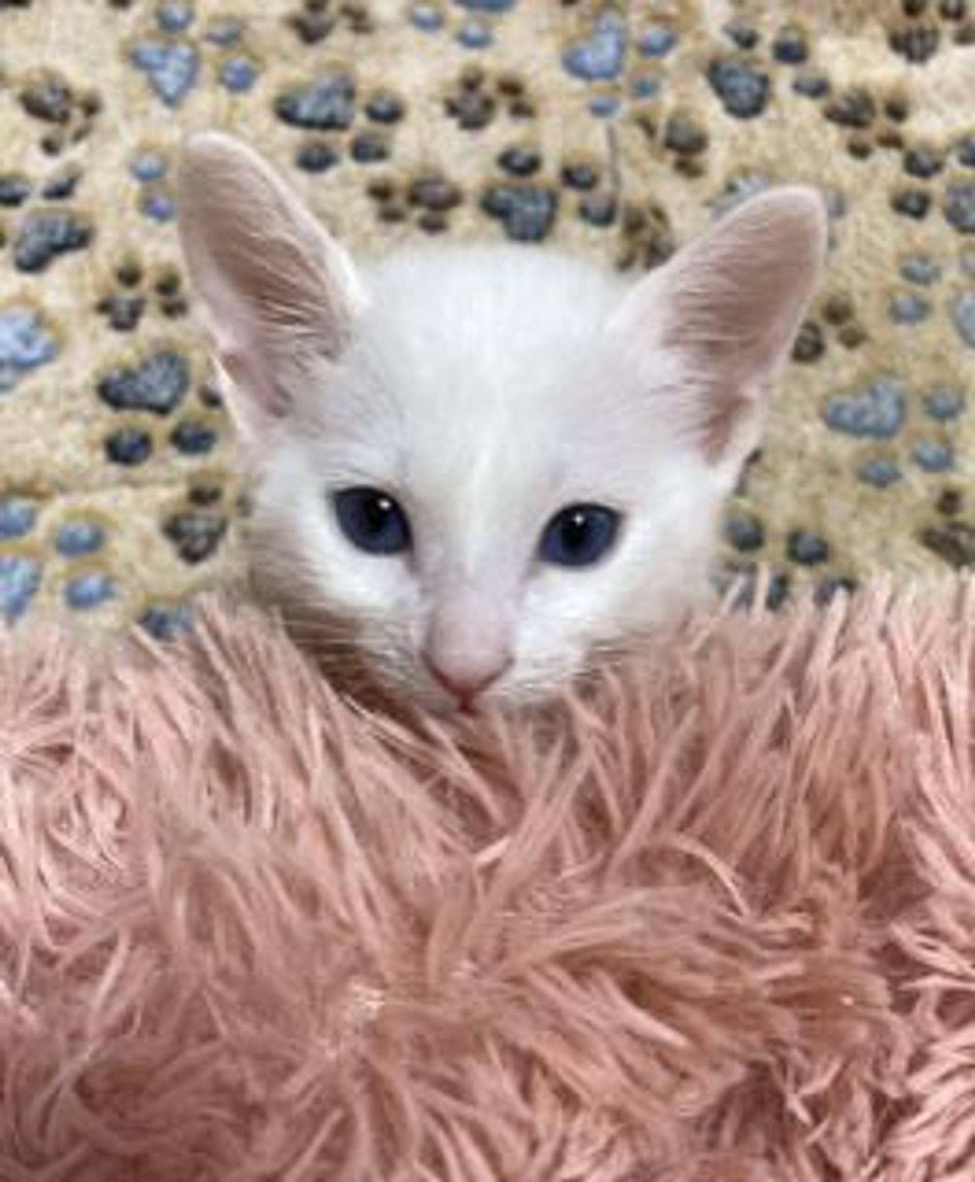 雑種（ミックス猫）・オスの里親募集の写真