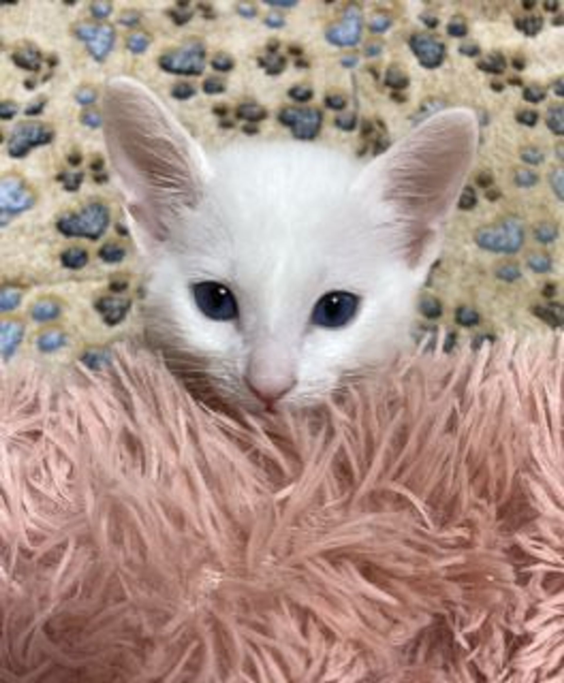 雑種（ミックス猫）・オスの里親募集の写真