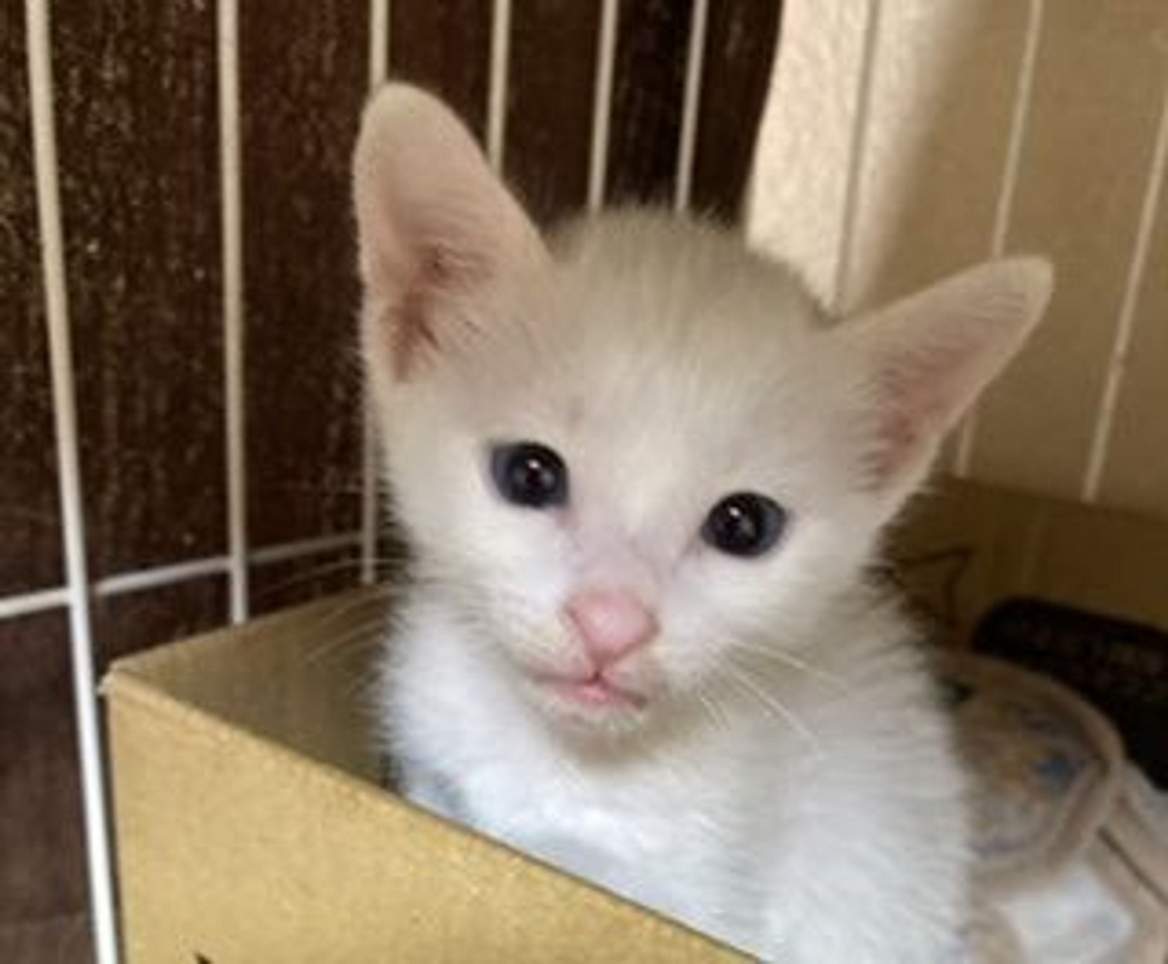 pet-image-5
