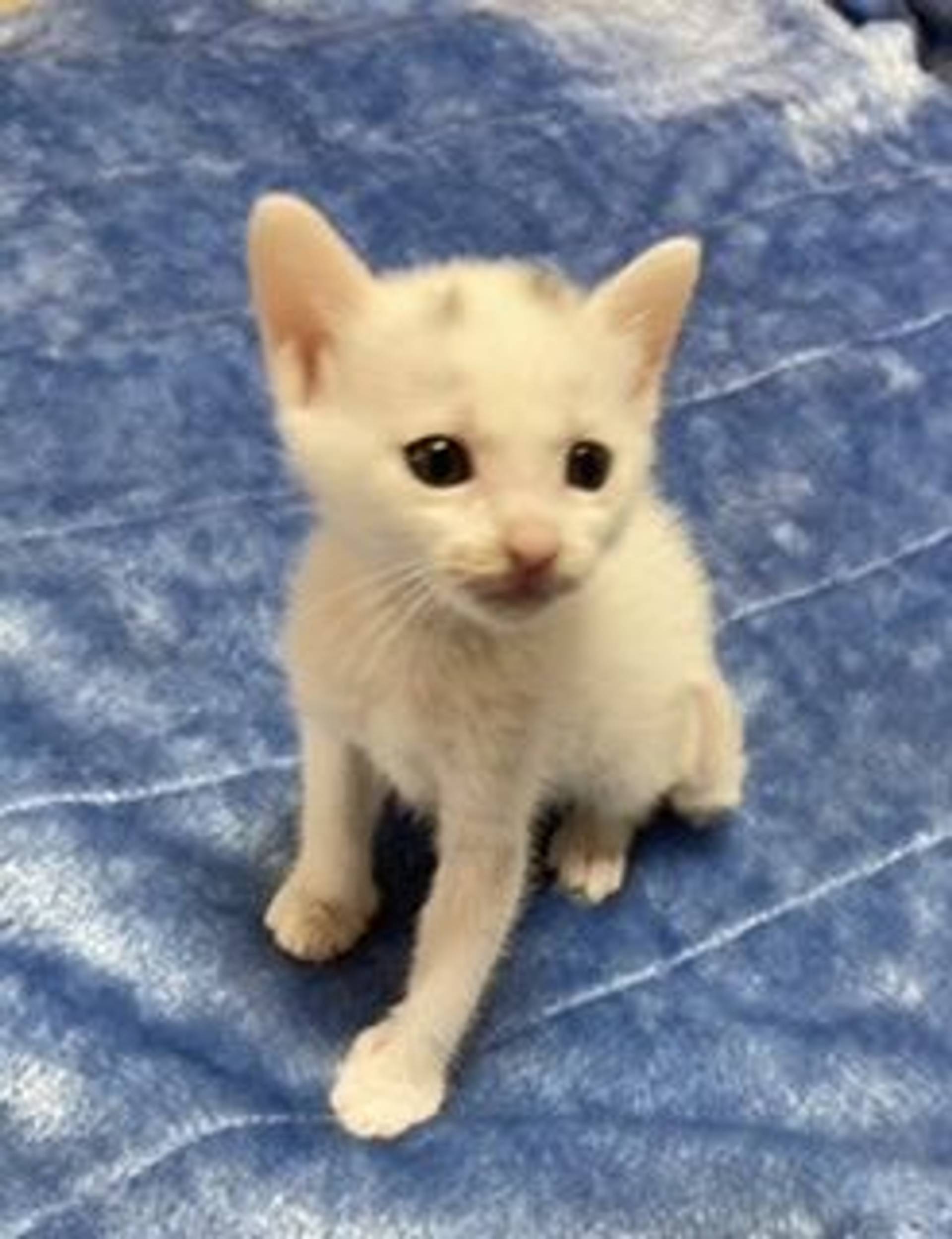 雑種（ミックス猫）・メスの里親募集の写真