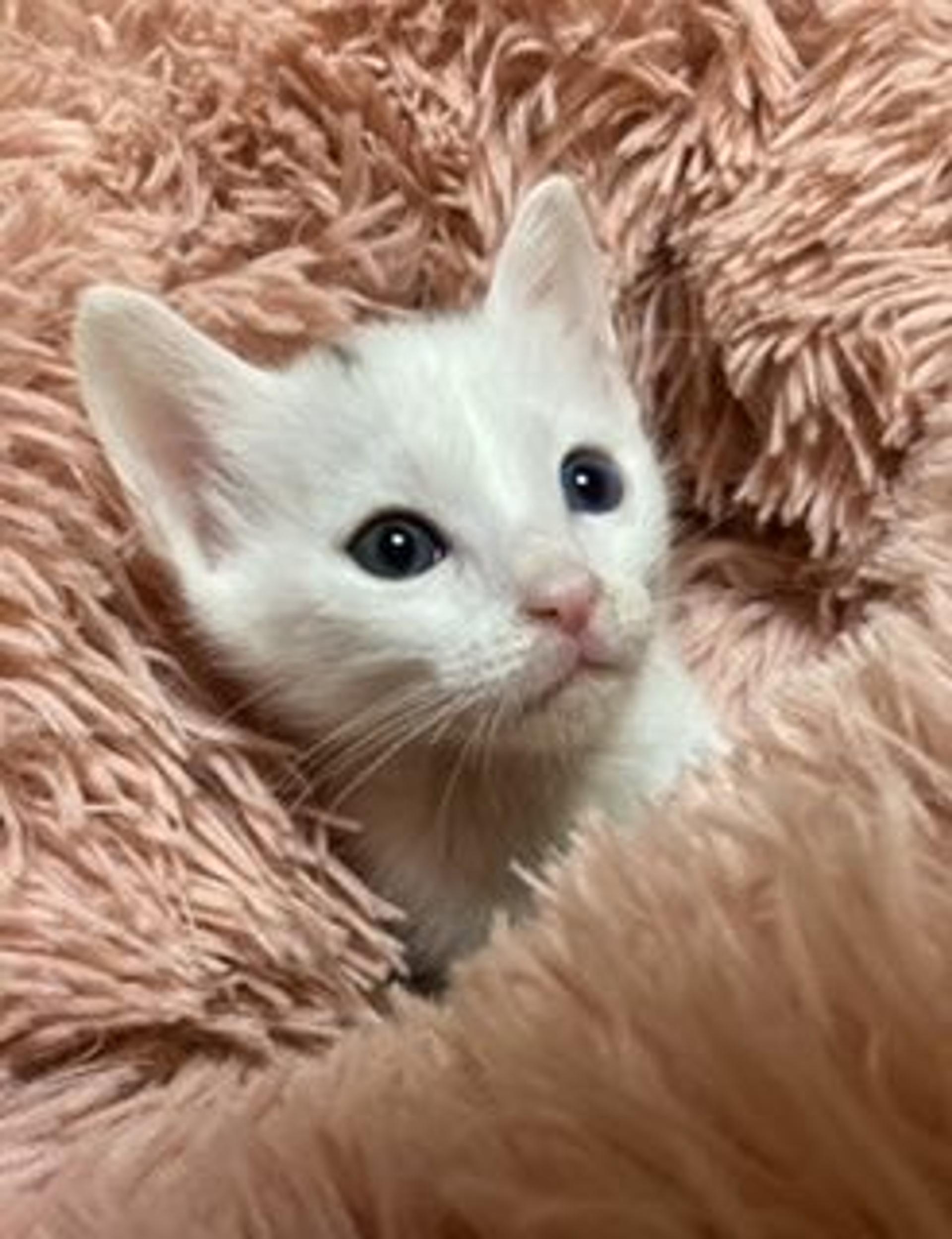 pet-image-2