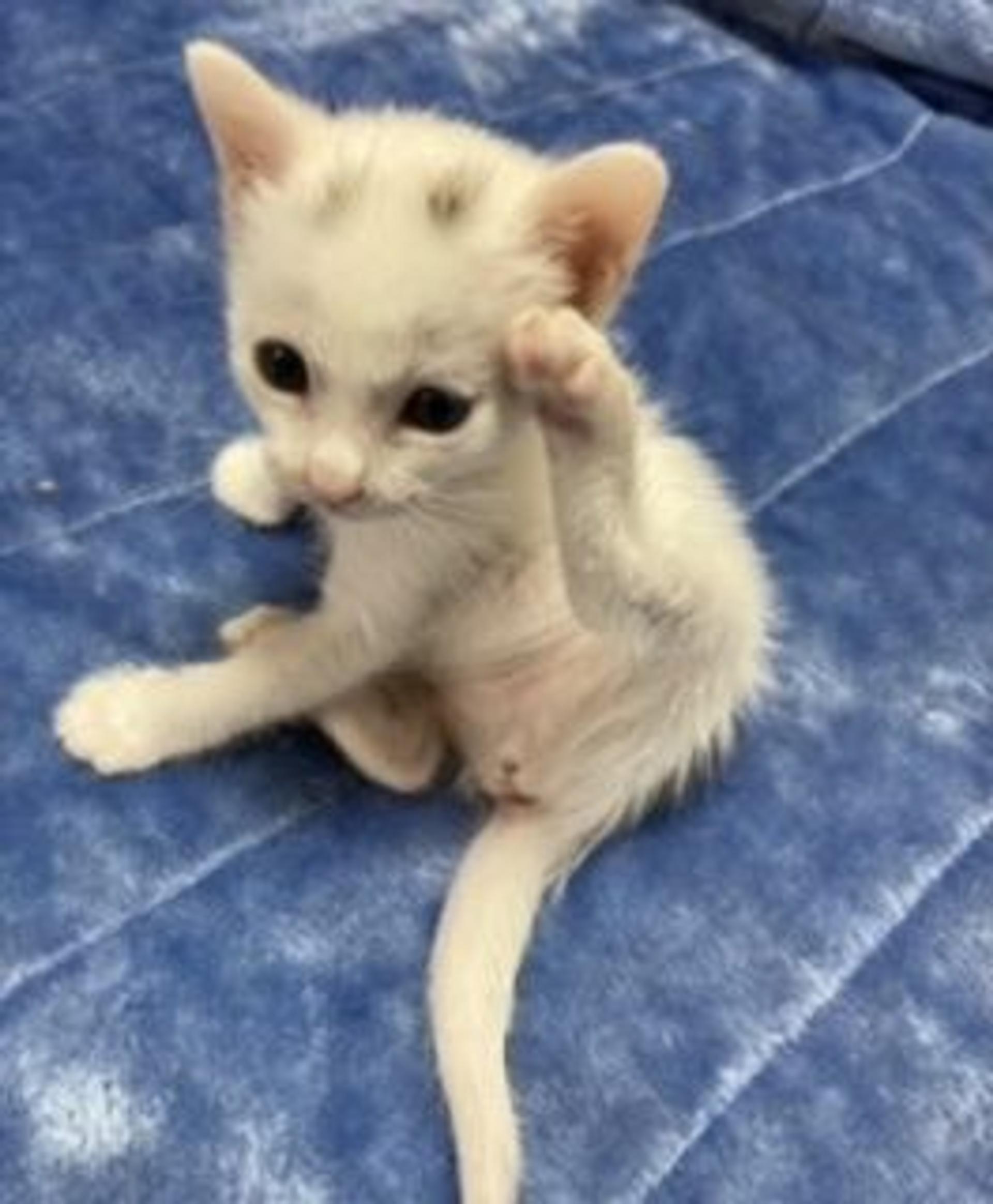 pet-image-4