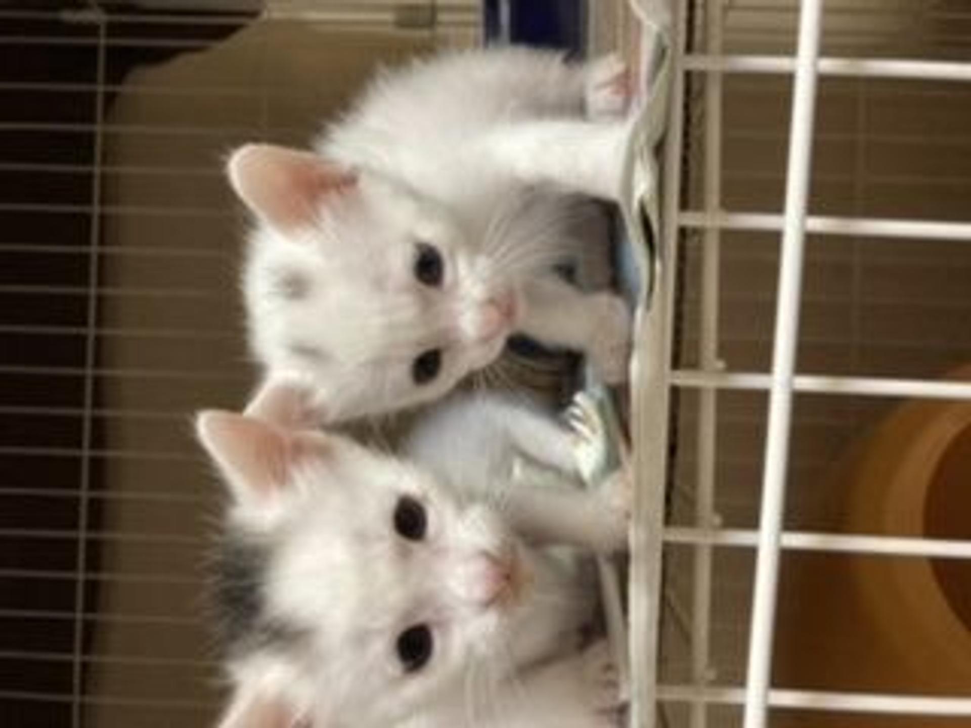 pet-image-6