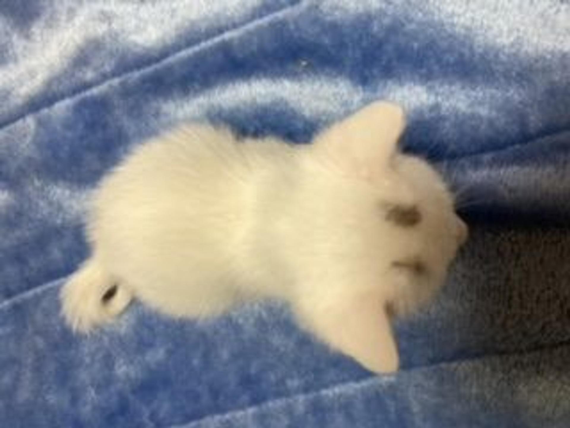 pet-image-7