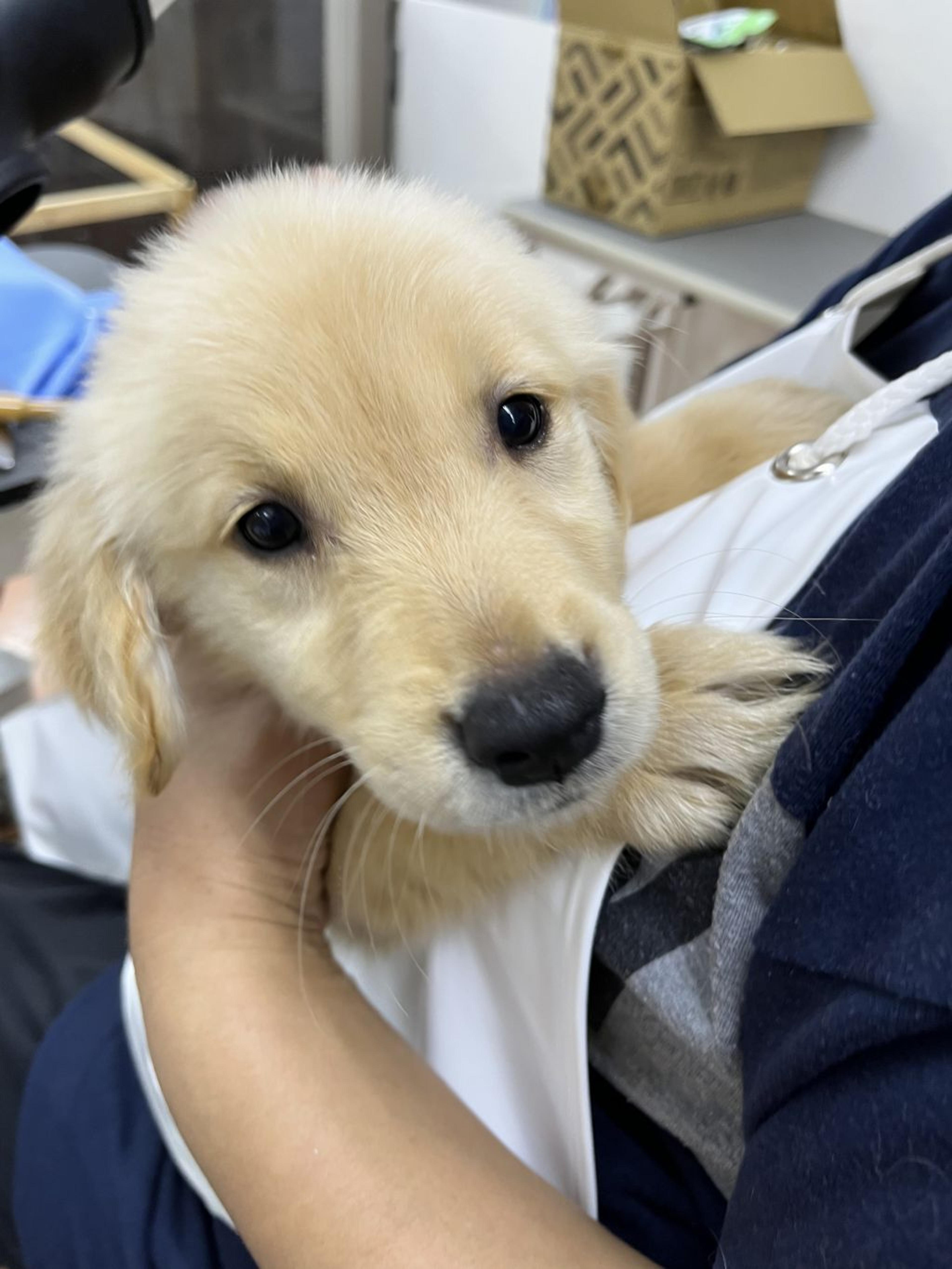 pet-image-2
