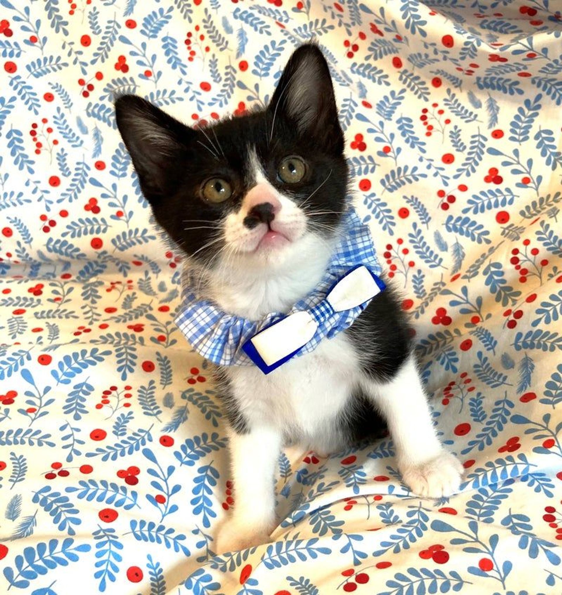 雑種（ミックス猫）・オスの里親募集の写真