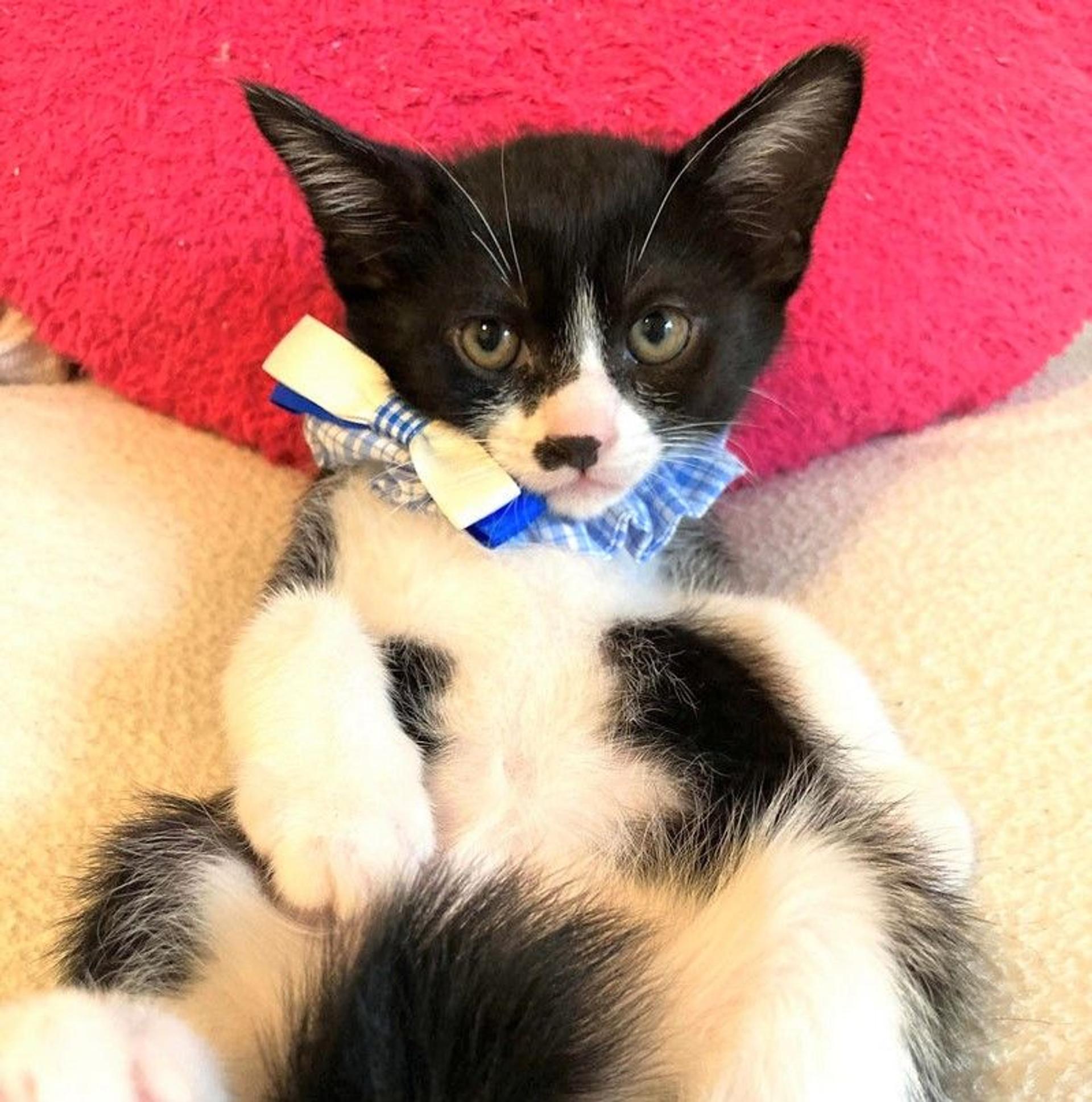 pet-image-2