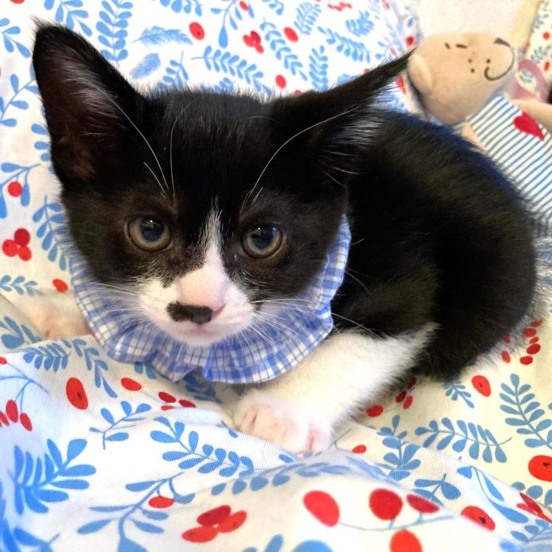 pet-image-3