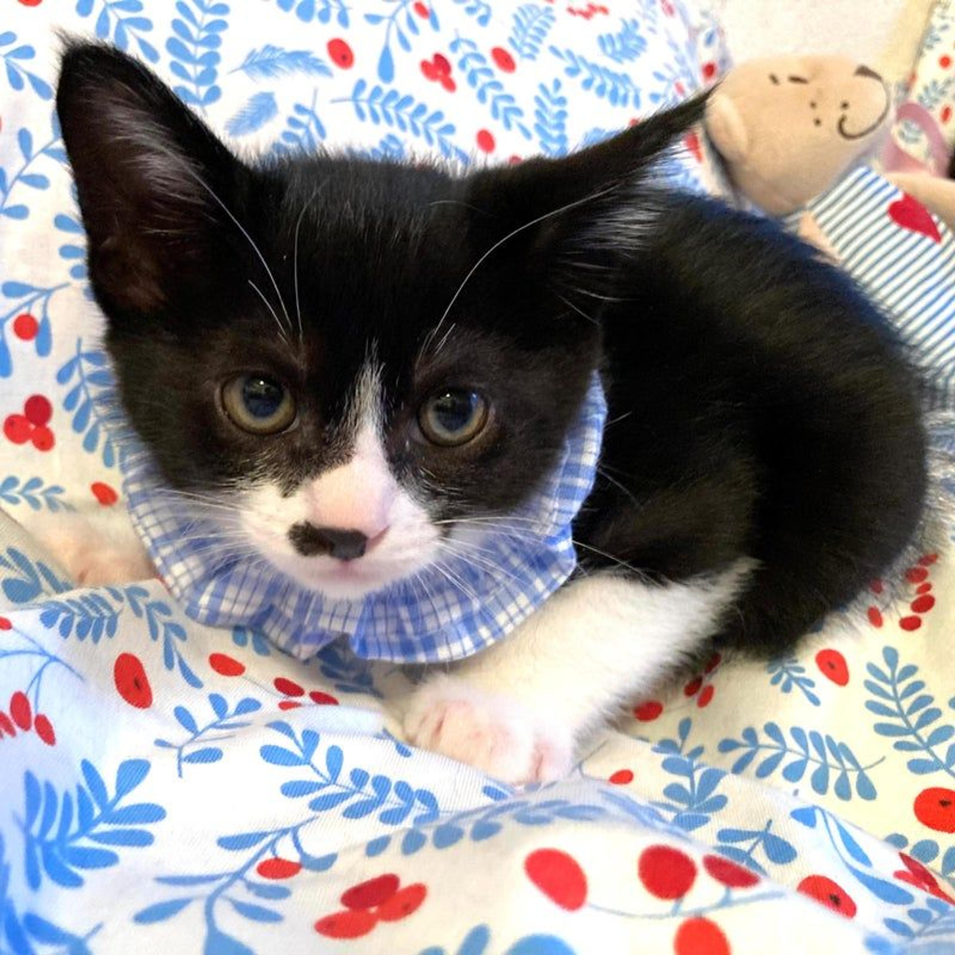 pet-image-3