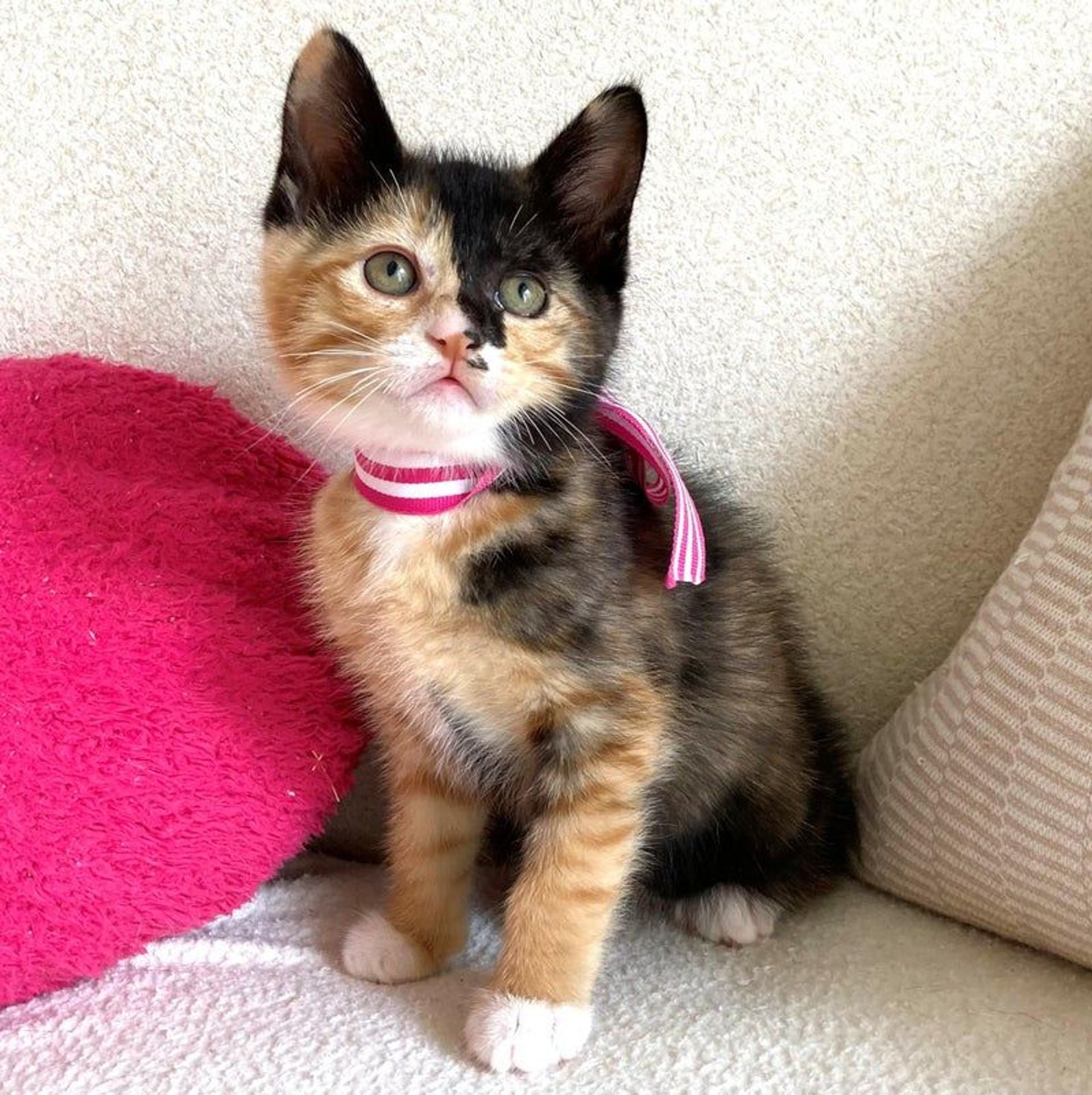日本猫・メスの里親募集の写真