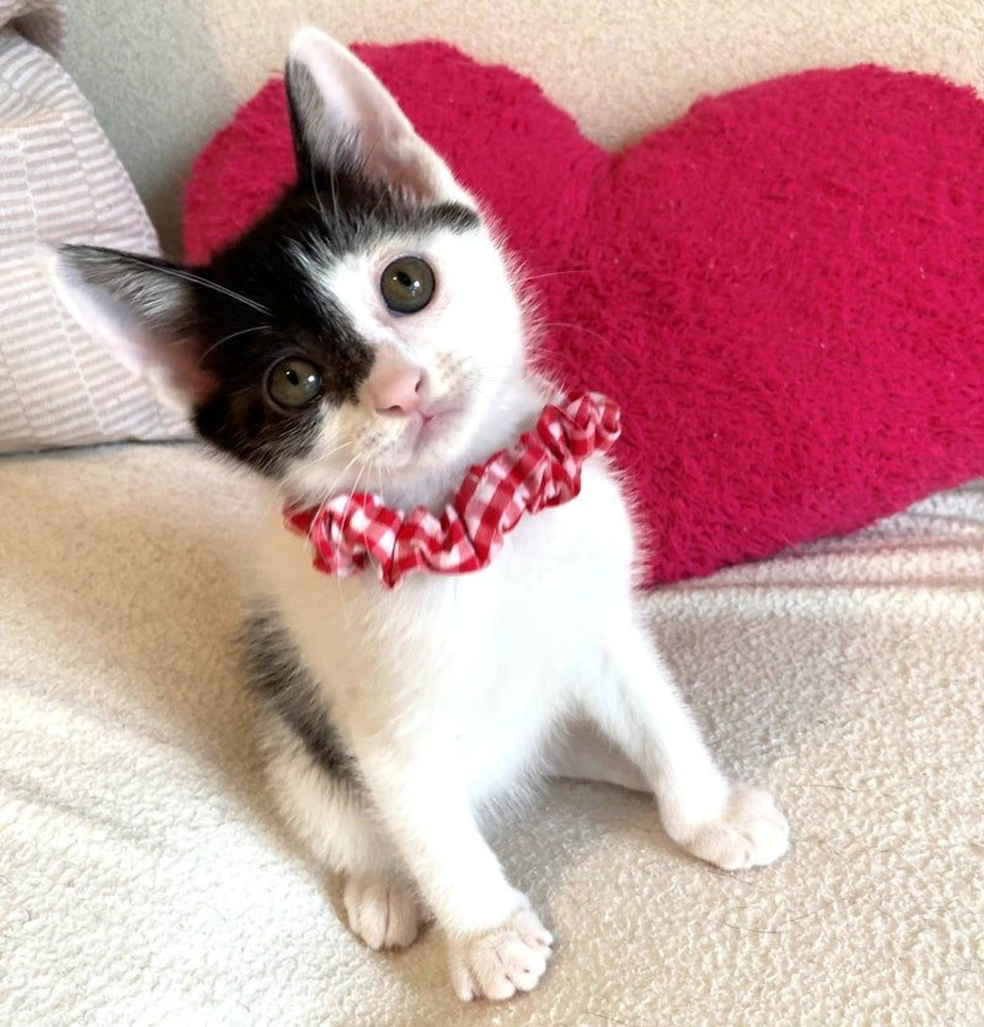 雑種（ミックス猫）・メスの里親募集の写真