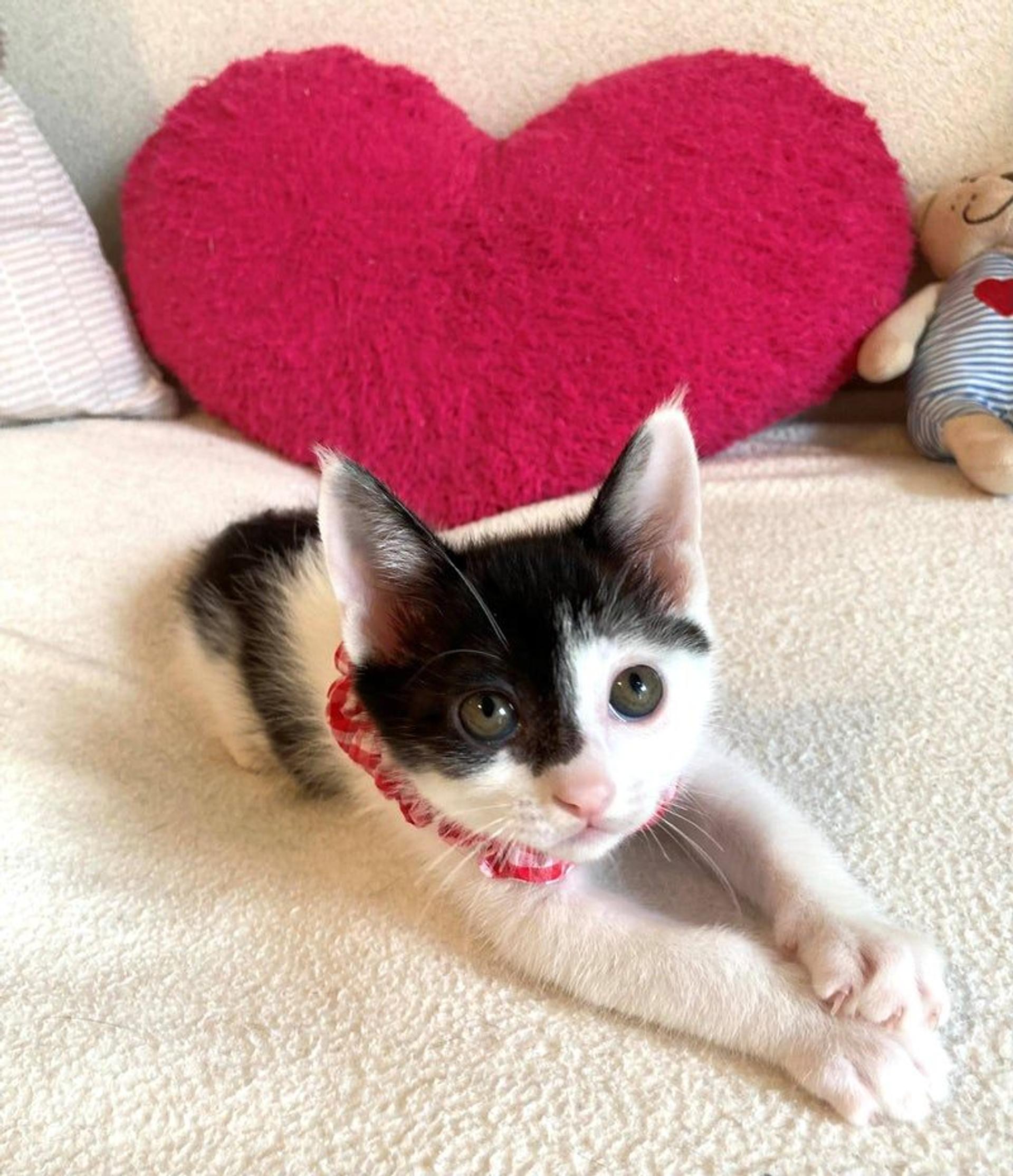 pet-image-3
