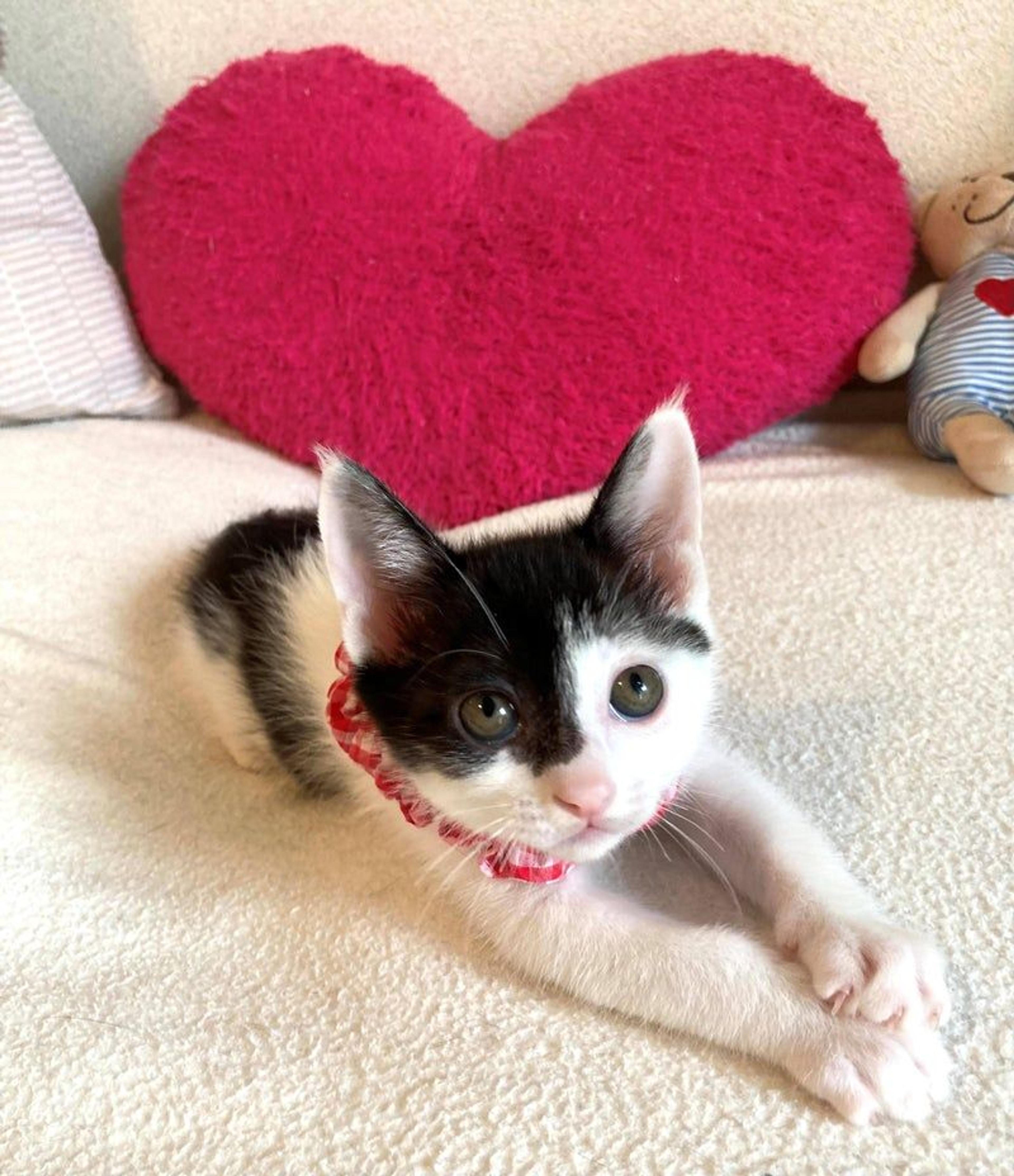 pet-image-3