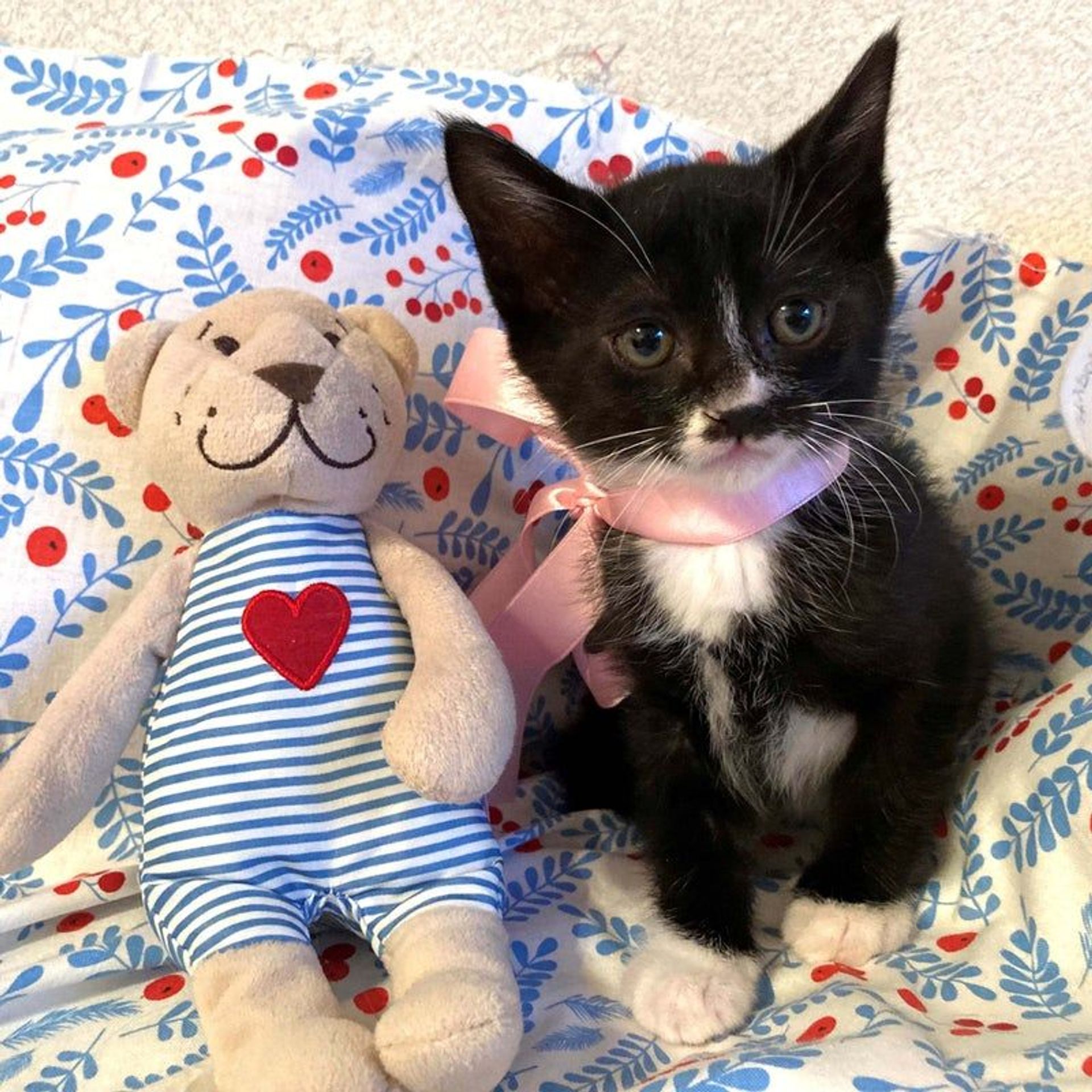 雑種（ミックス猫）・メスの里親募集の写真